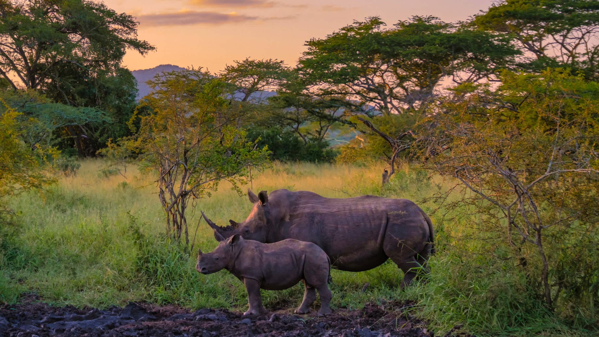 White Rhinos in der Nähe des Krüger-Nationalparks, Südafrika.

