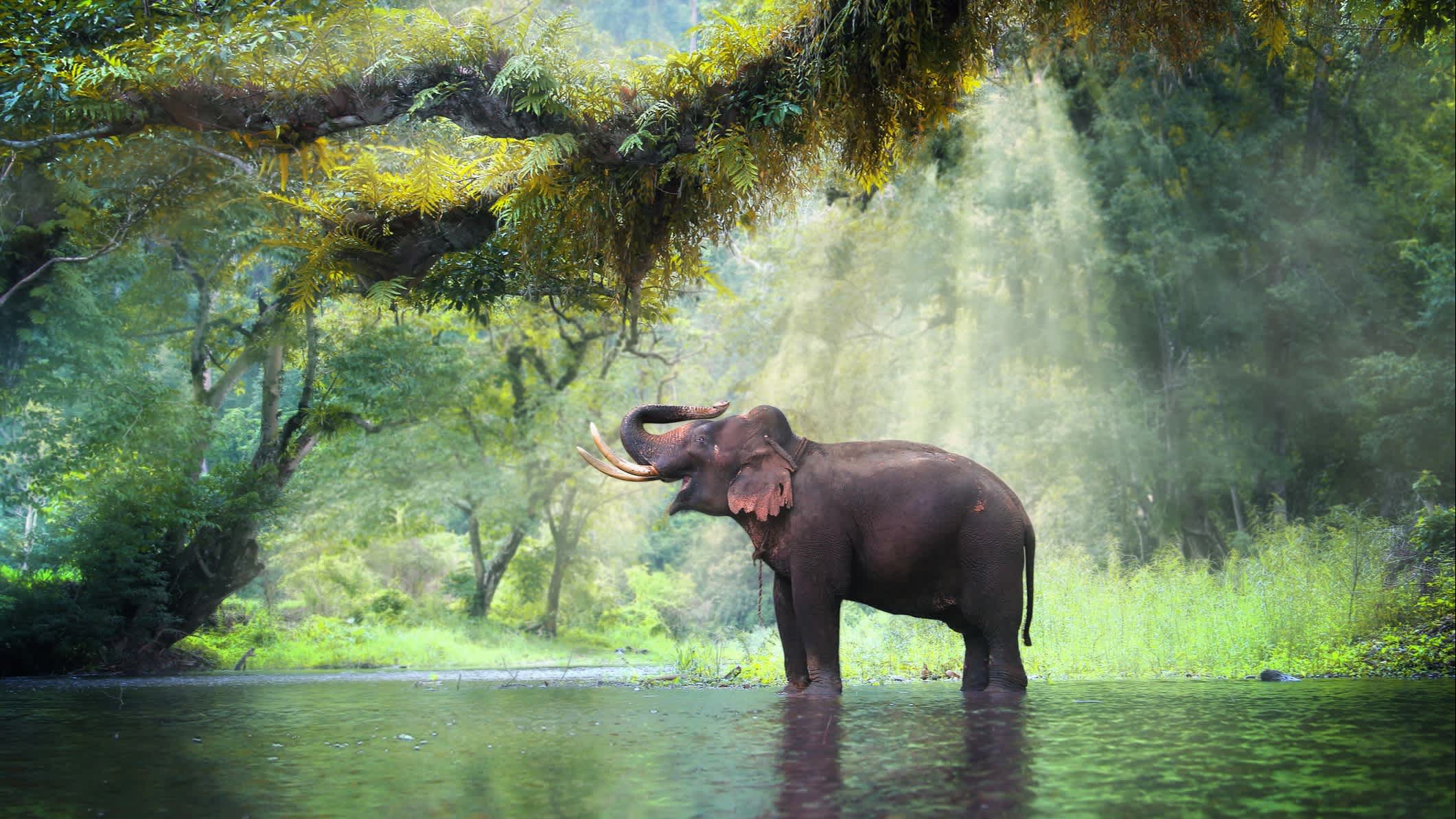Wilder Elefant im schönen Wald in der Provinz Kanchanaburi in Thailand