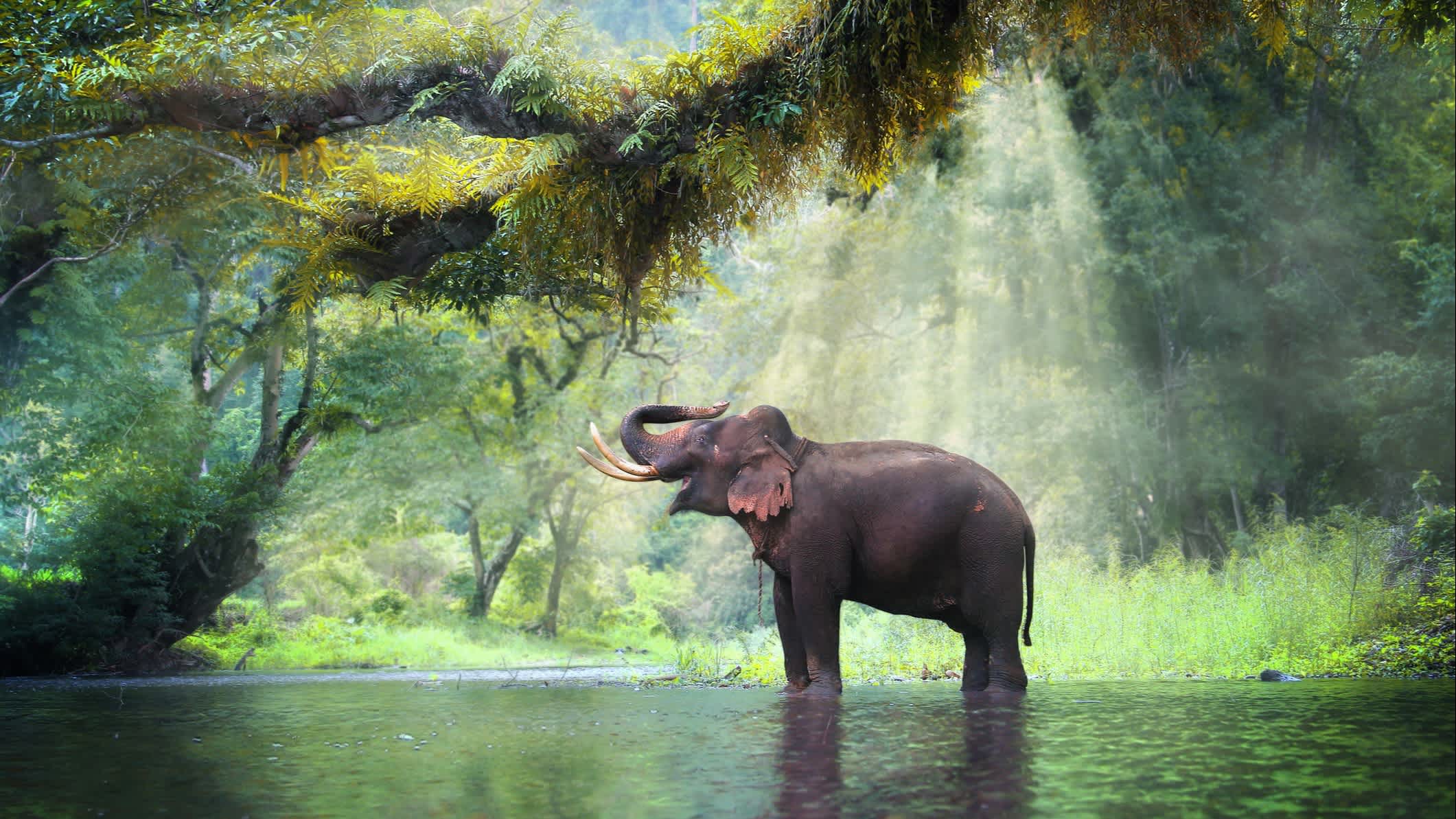 Eléphant sauvage dans une belle forêt de la province de Kanchanaburi en Thaïlande