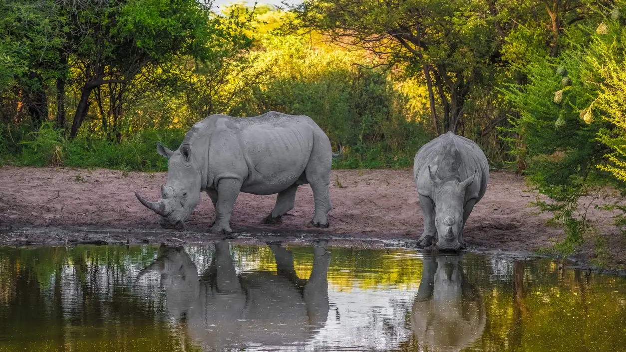 Weiße Rhinos unter ein Schlammbad, Khama Rhino Sanctuary, Serowe, Botswana