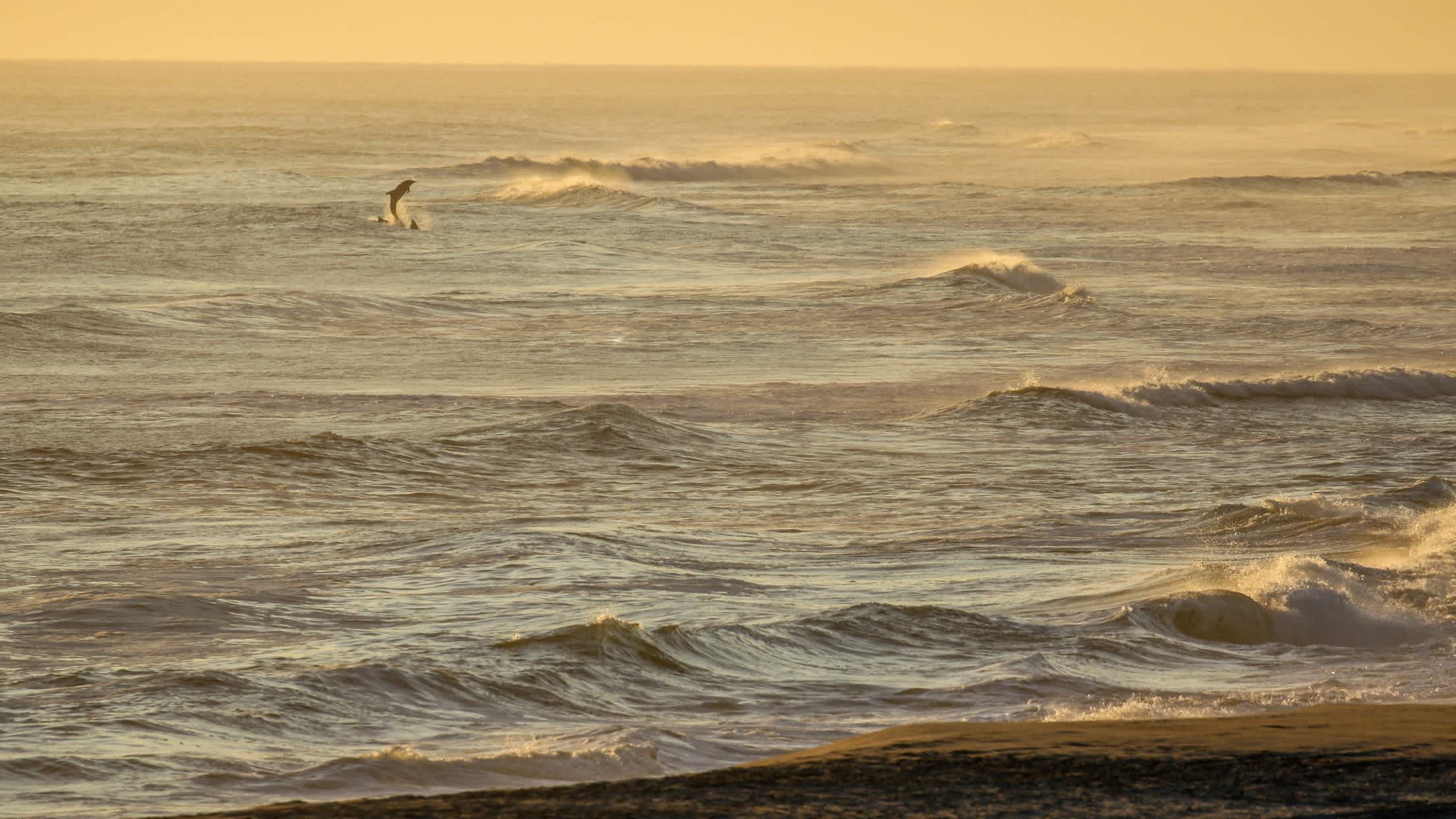 Dauphin dans les vagues à Failhao Bay