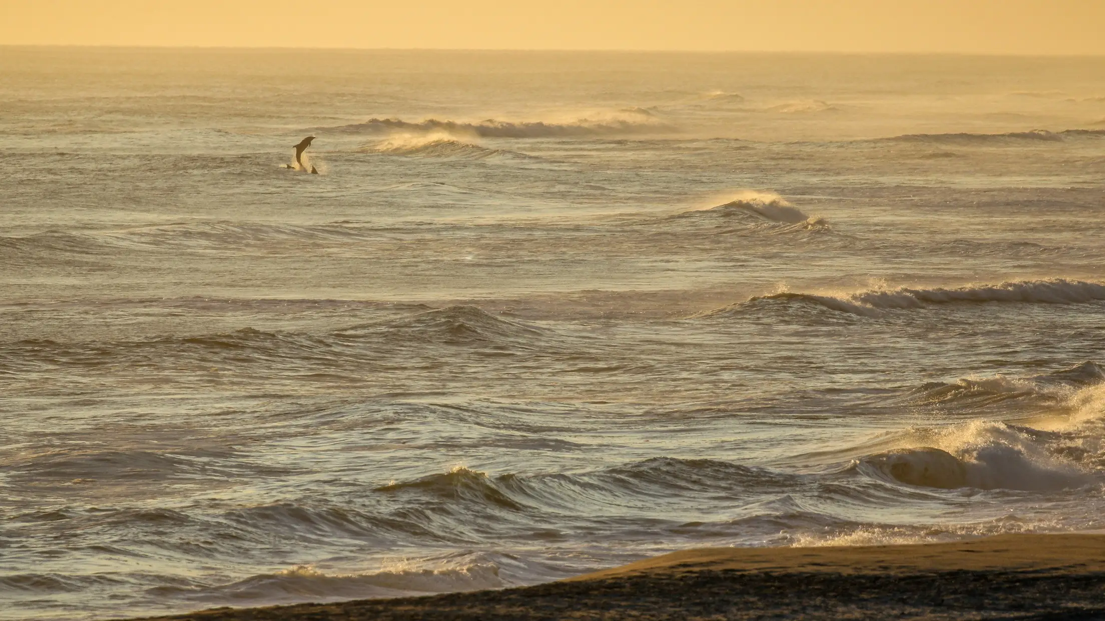 Namibie, Farilhao Bay Dauphin dans les vagues à Failhao Bay