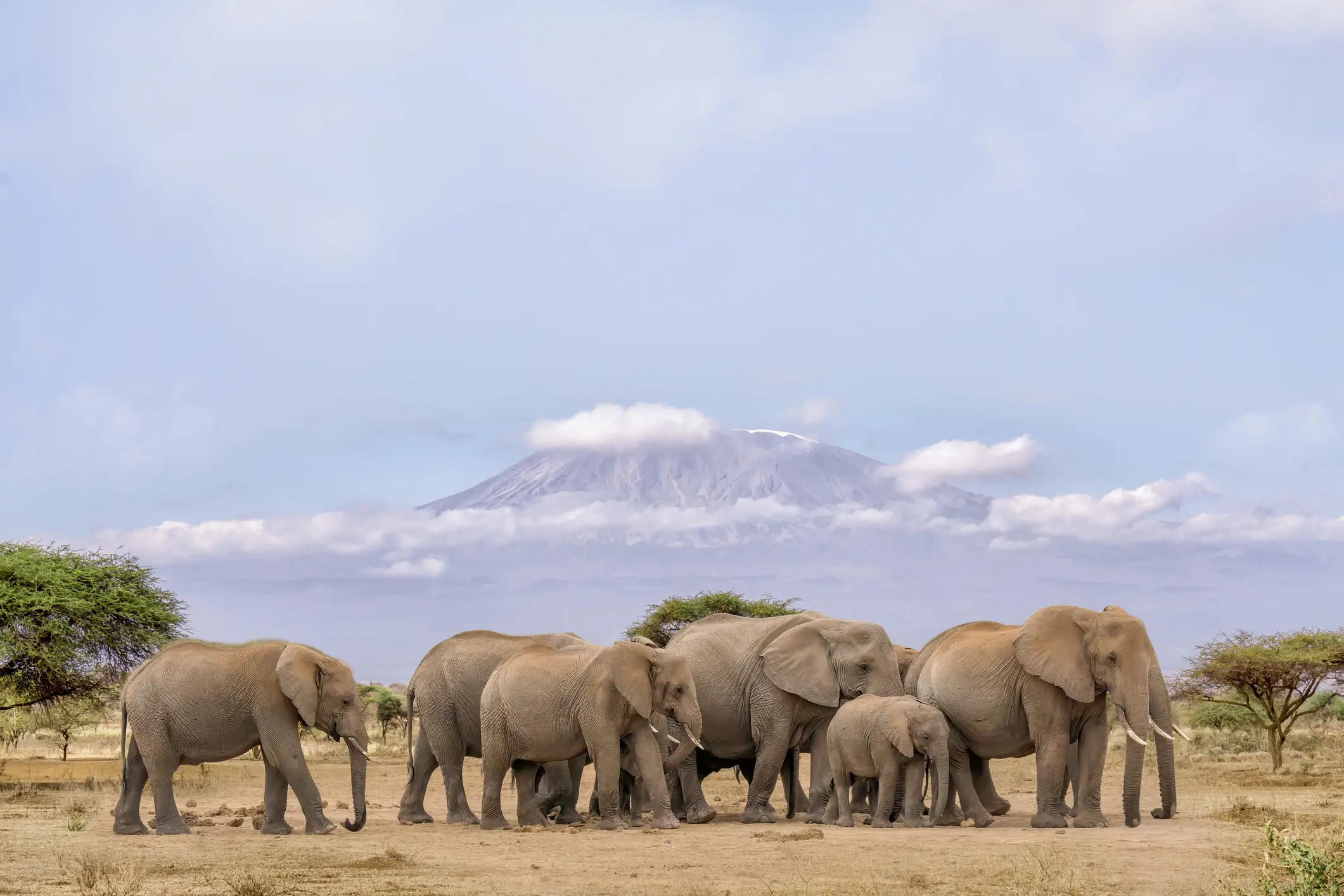 Kenia, Amboseli-Nationalpark, Elefantenherde Elefantenherde mit Jungtieren im Amboseli-Nationalpark mit Kilimandscharo im Hintergrund