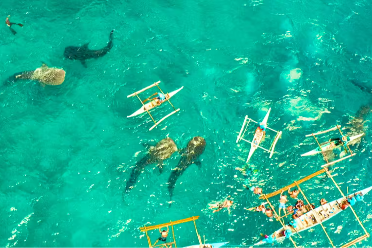Mexique, Holbox, requins-baleines sous les bateaux vus du ciel