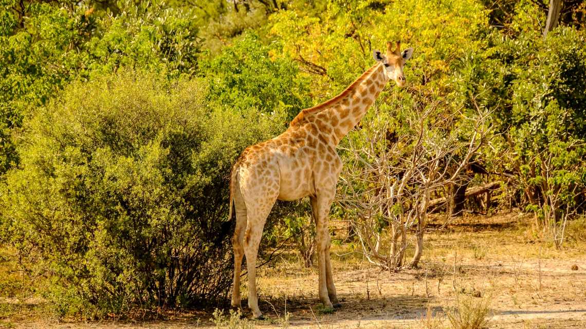 Girafe dans le parc national de Chobe au Botswana