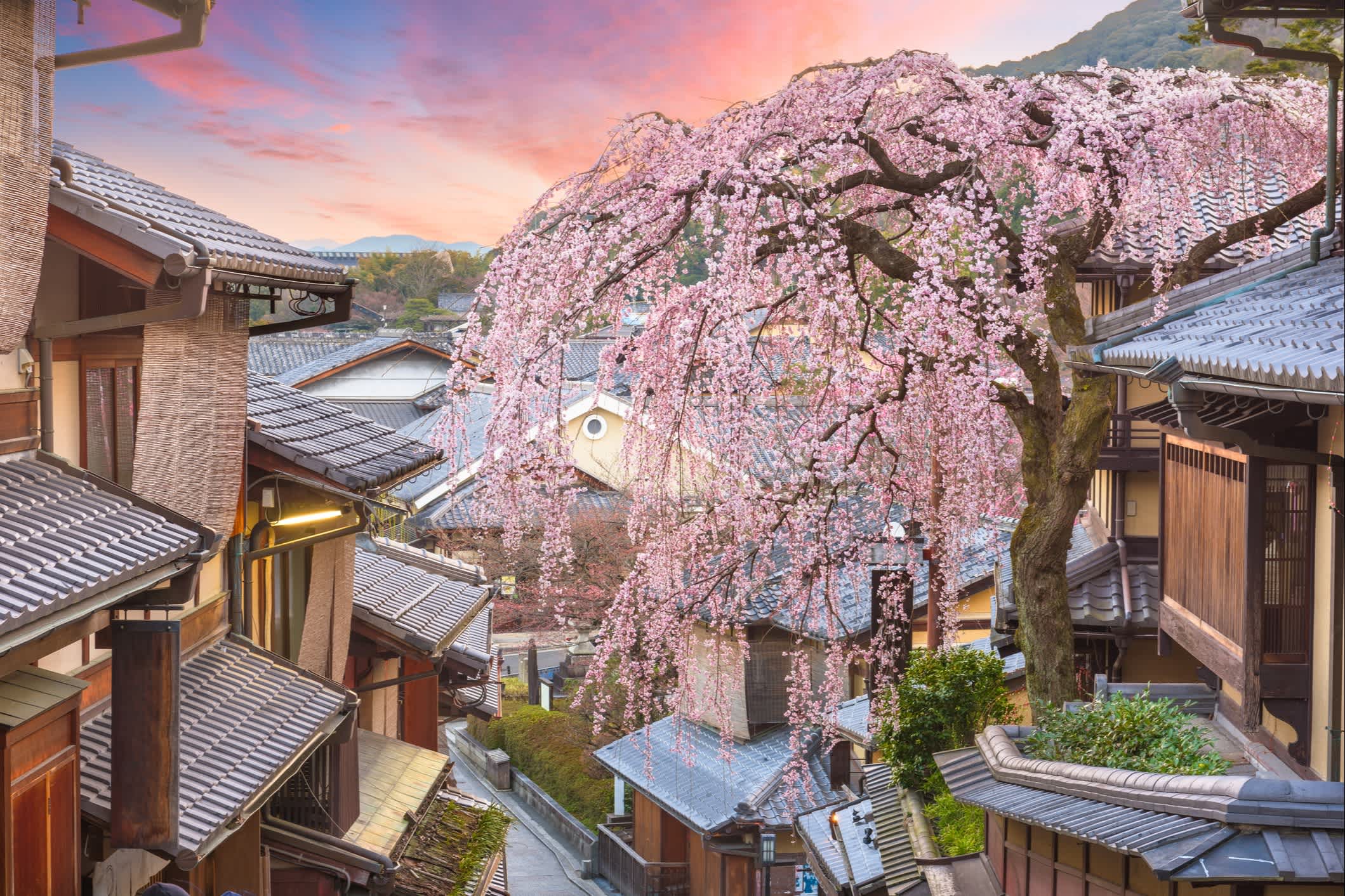 Cerisier en fleurs à Higashiyama, Kyoto, Japon
