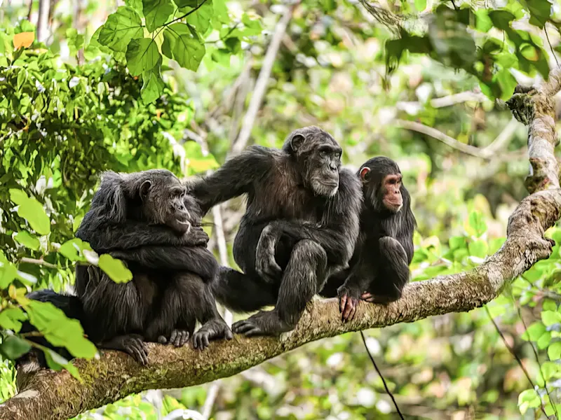 Eine Schimpansenfamilie im Mahale Mountains Nationalpark in Tansania