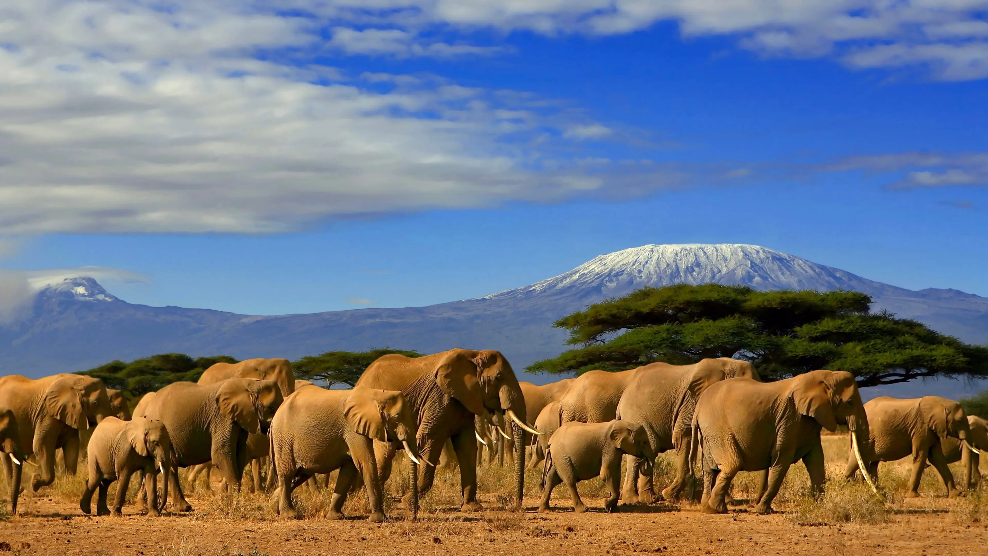 Elefantenherde, Kilimandscharo Entdecken Sie auf Ihrer Kenia Safari Elefanten wie beispielsweise in dem Amboseli Nationalpark
mit Blick auf den Kilimandscharo.