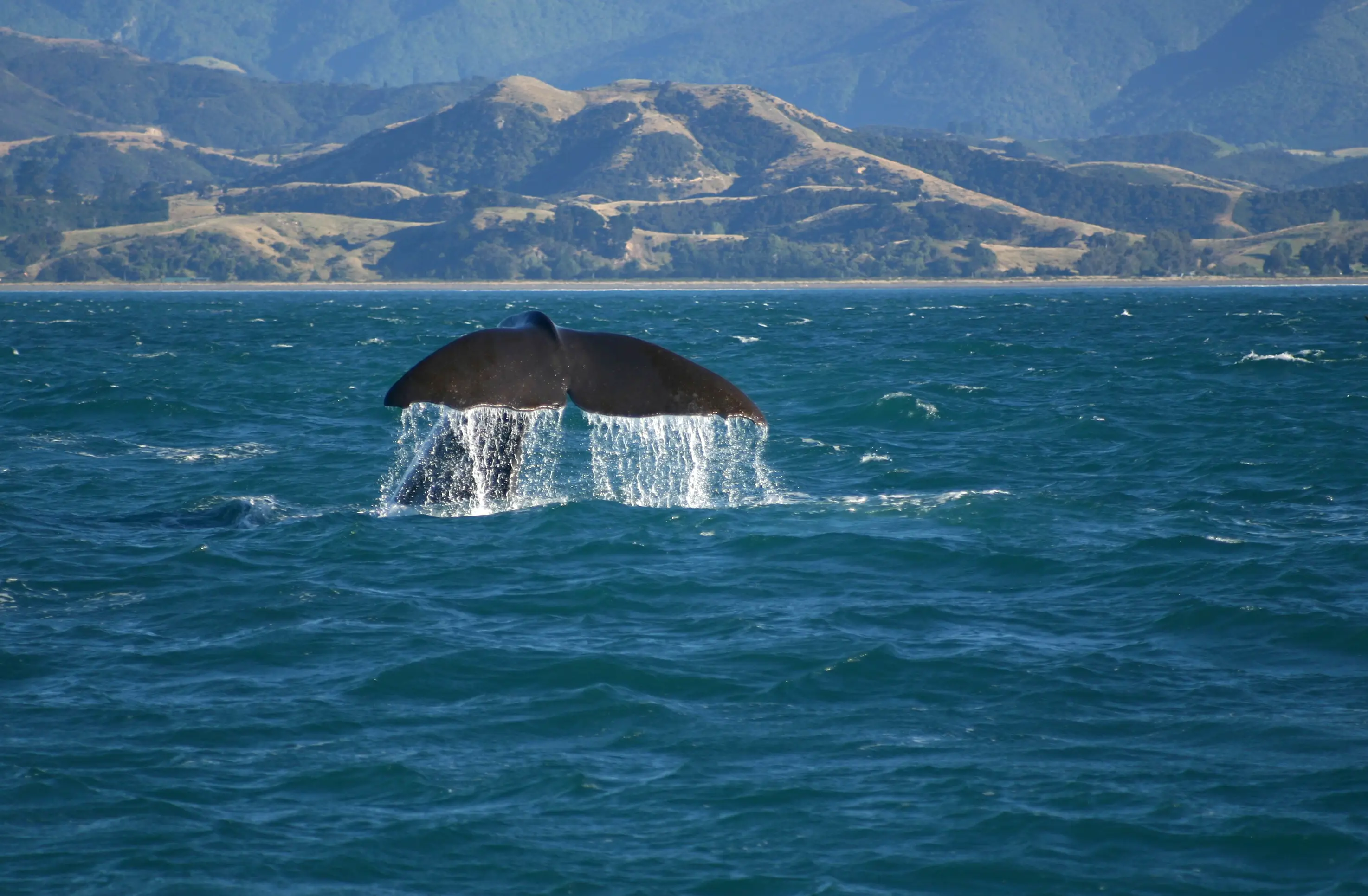 Neuseeland, Kaikoura, Walbeobachtung Blick auf den Schwanz eines Wals im Meer, Kaikoura, Neuseeland.