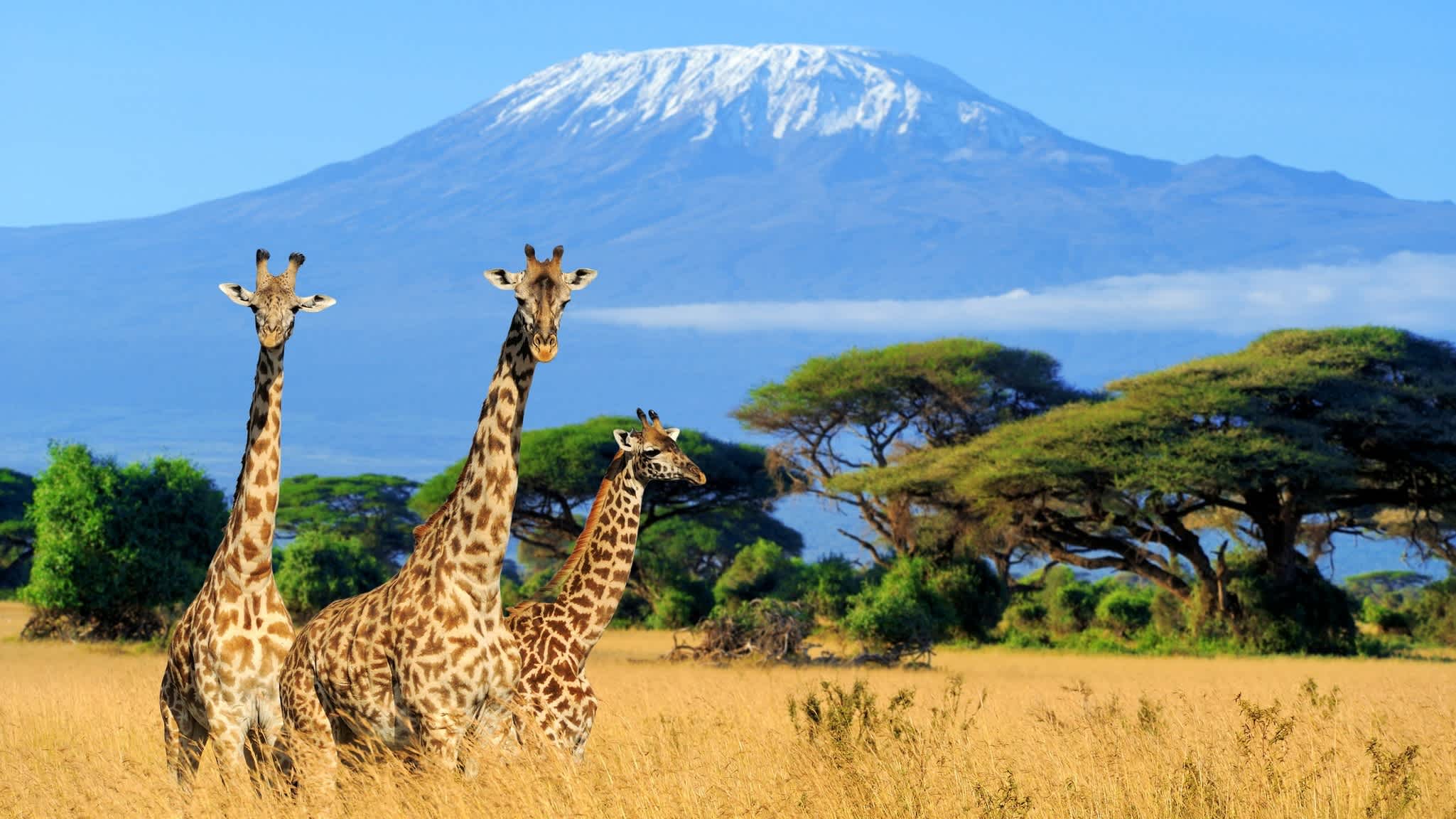 Kilimandscharo mit Giraffen im Vordergrund