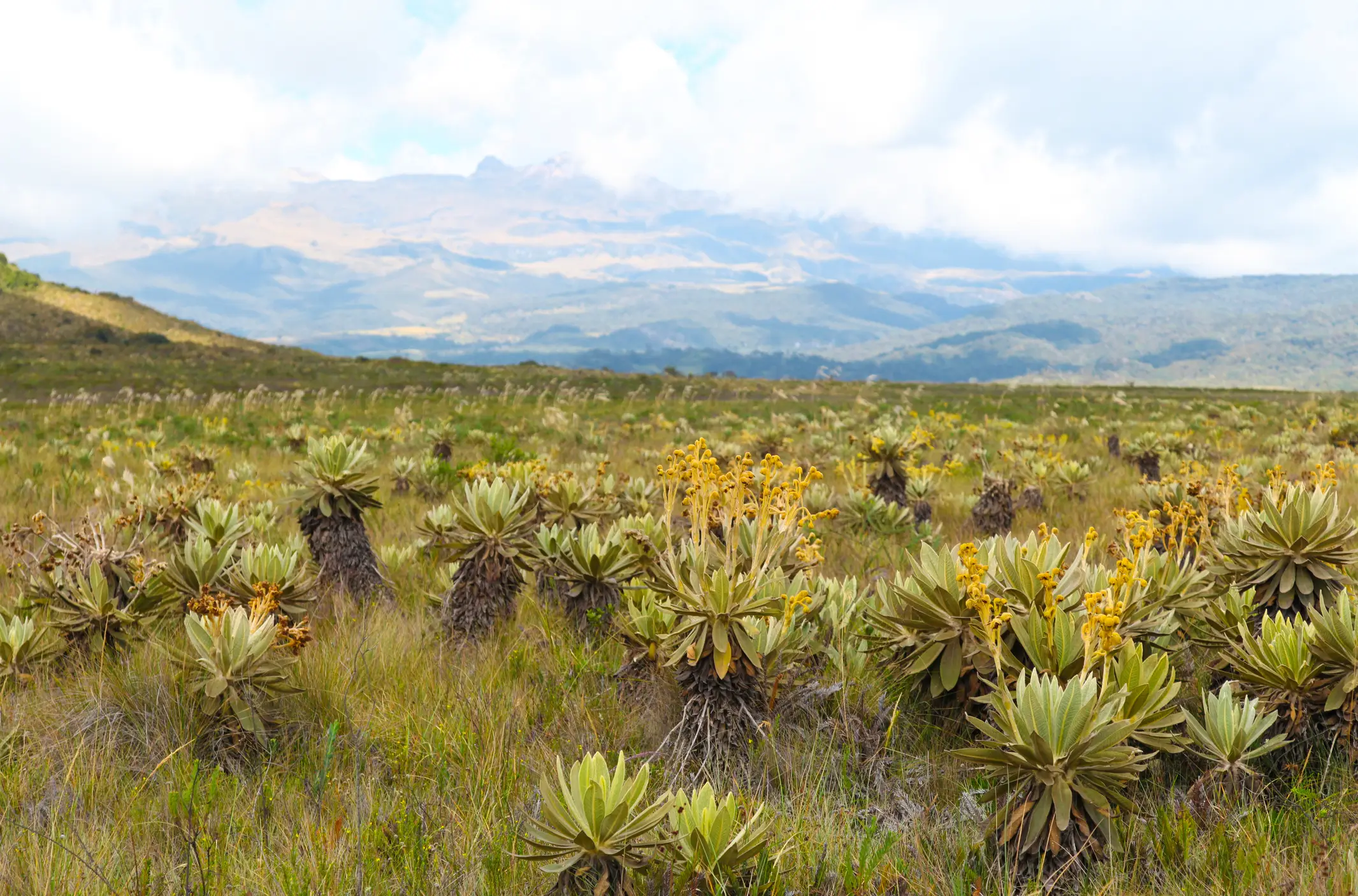 Columbia, Paramo, Nationalpark Paramo-Pflanzen im Naturpark