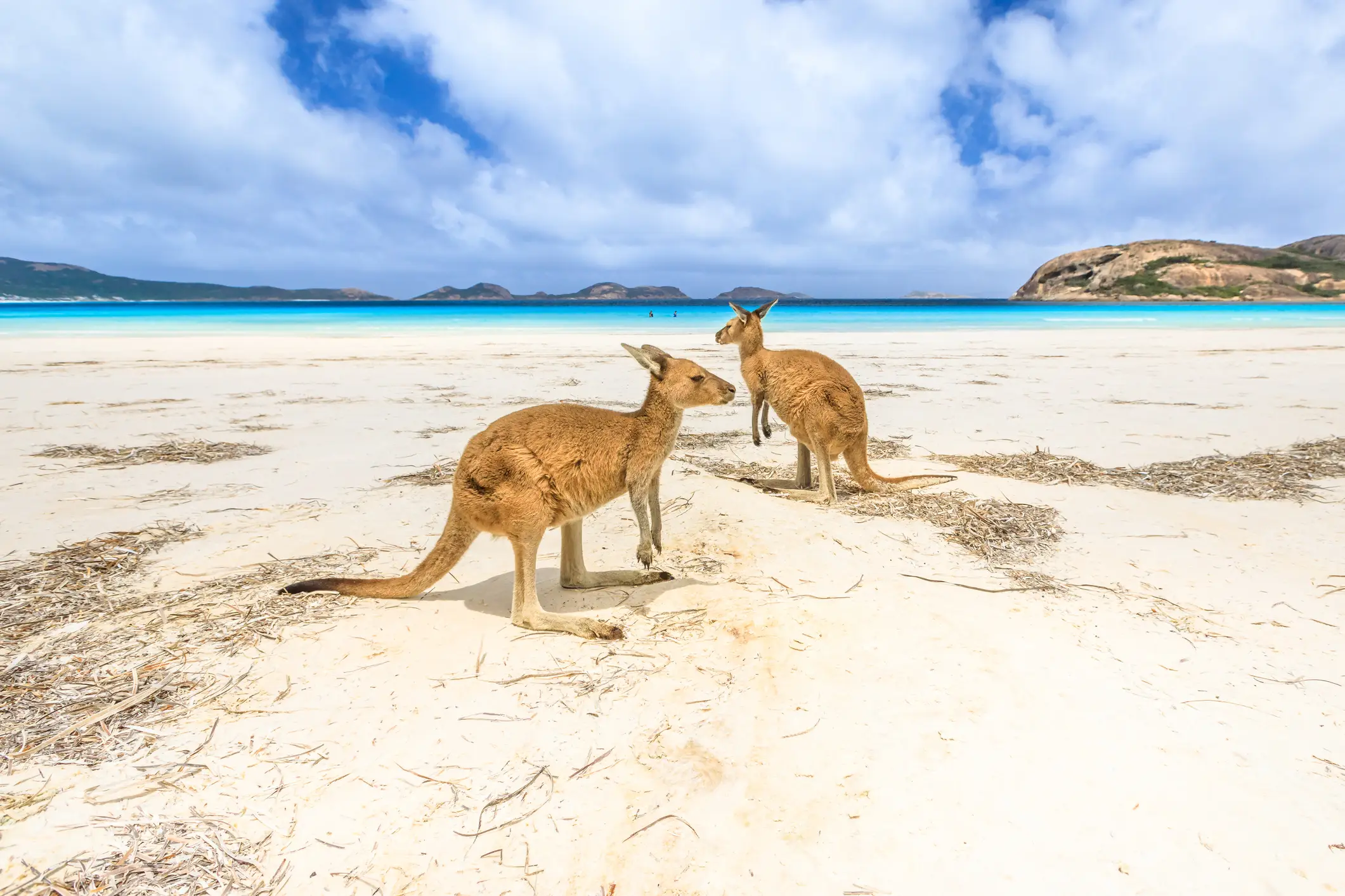 Zwei Kängurus auf einem weißen Sandstrand mit türkisfarbenem Wasser im Hintergrund. Australien, Western Australia, Cape Le Grand.