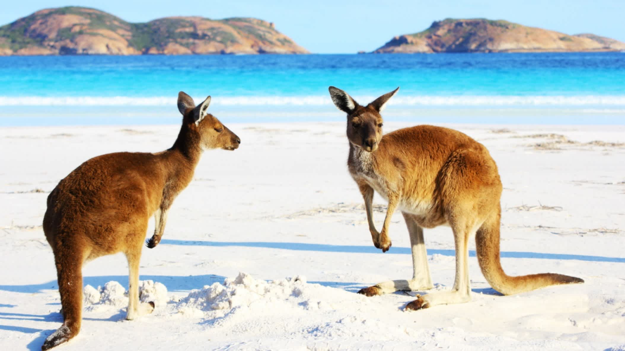 Zwei verspielte Kängurus Entspannung am Strand Cape Le Grand in Australien.