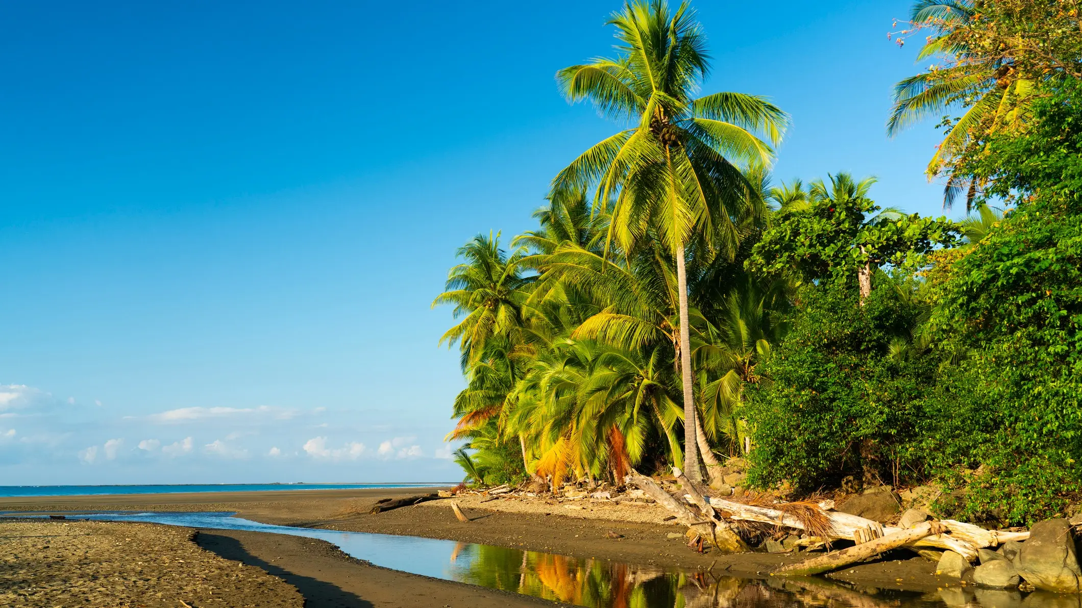 Scène de plage tropicale avec de grands palmiers, une végétation luxuriante et un petit ruisseau qui se jette dans la mer sous un ciel bleu limpide. Au premier plan, on aperçoit une plage de sable et du bois flotté.
