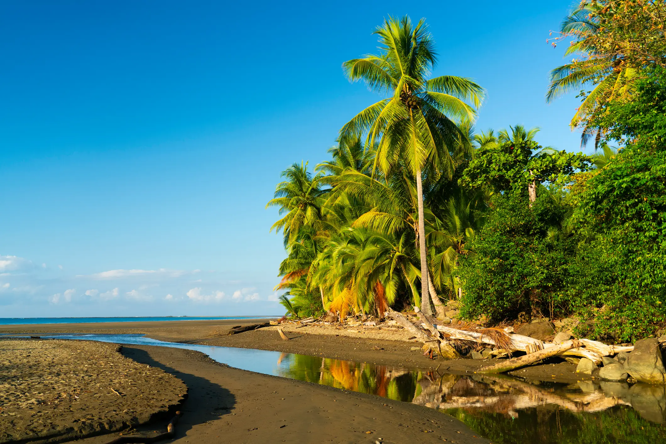 Tropische Strandszene mit hohen Palmen, üppiger grüner Vegetation und einem kleinen Bach, der unter einem klaren blauen Himmel ins Meer fließt. Im Vordergrund sind Sandstrand und Treibholz zu sehen.