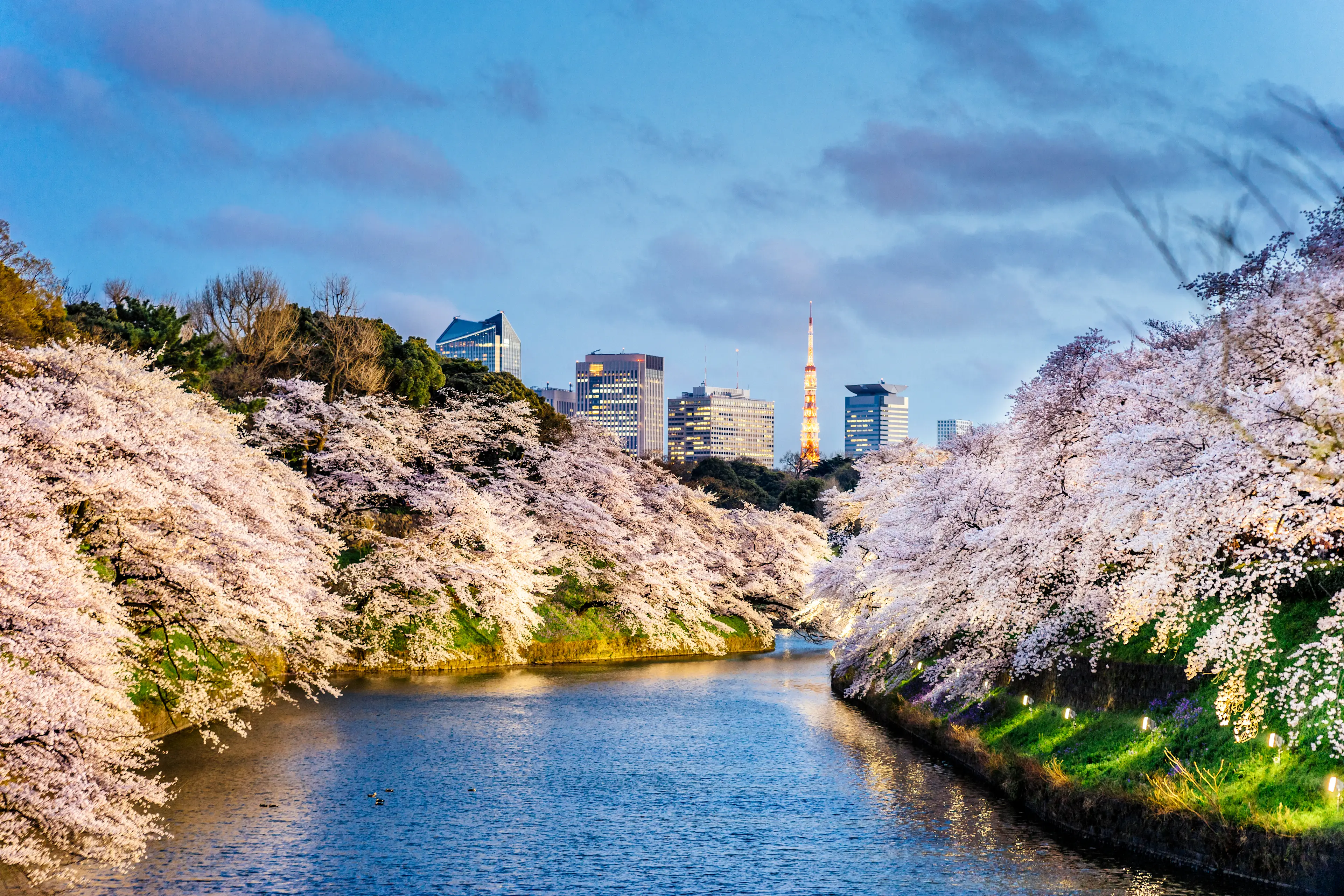 Sakura, Tokyo Fleurs de cerisier à Tokyo, avec la Tour de Tokyo en arrière-plan.