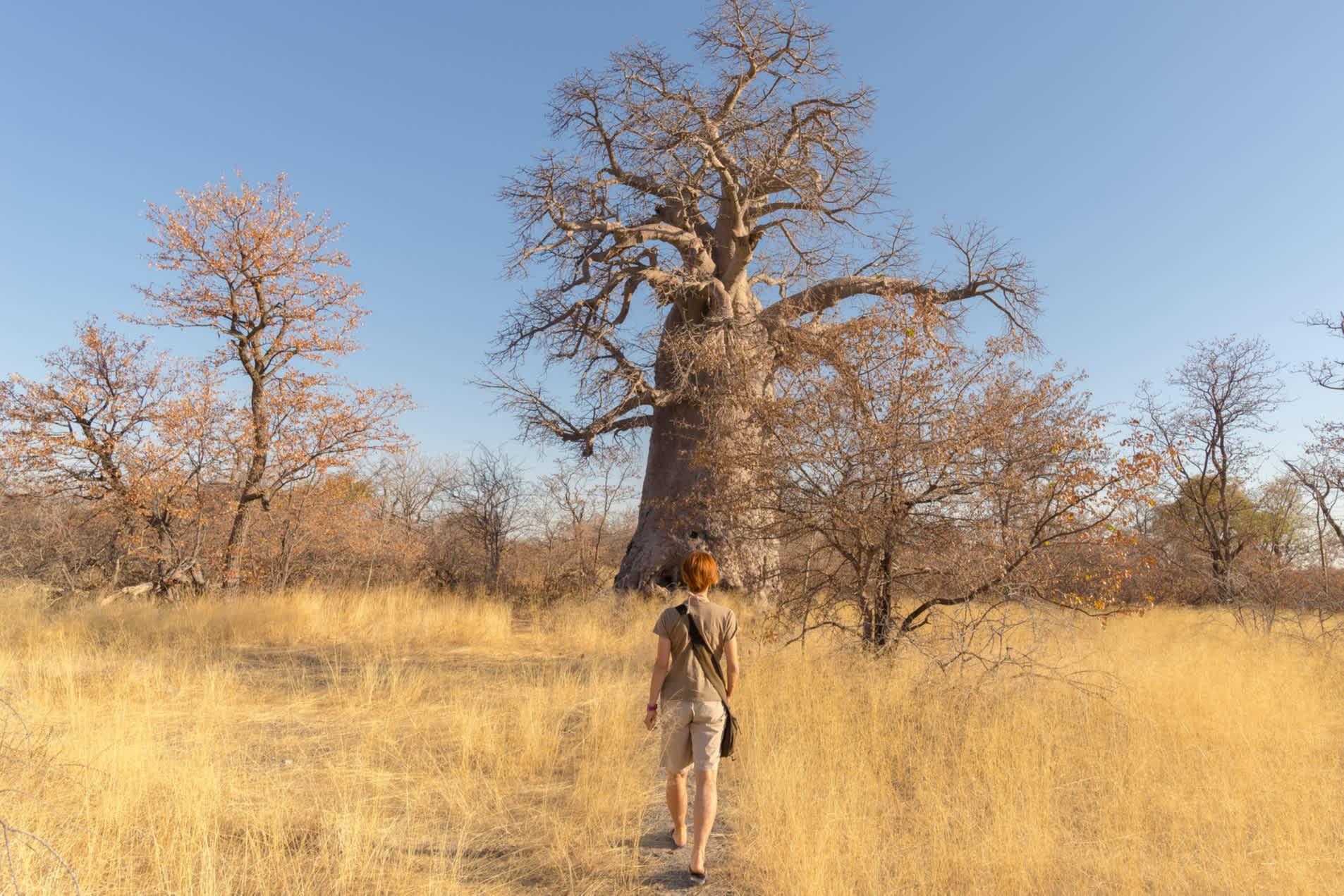 Un voyageur à pied dans la savane africaine au Botswana.