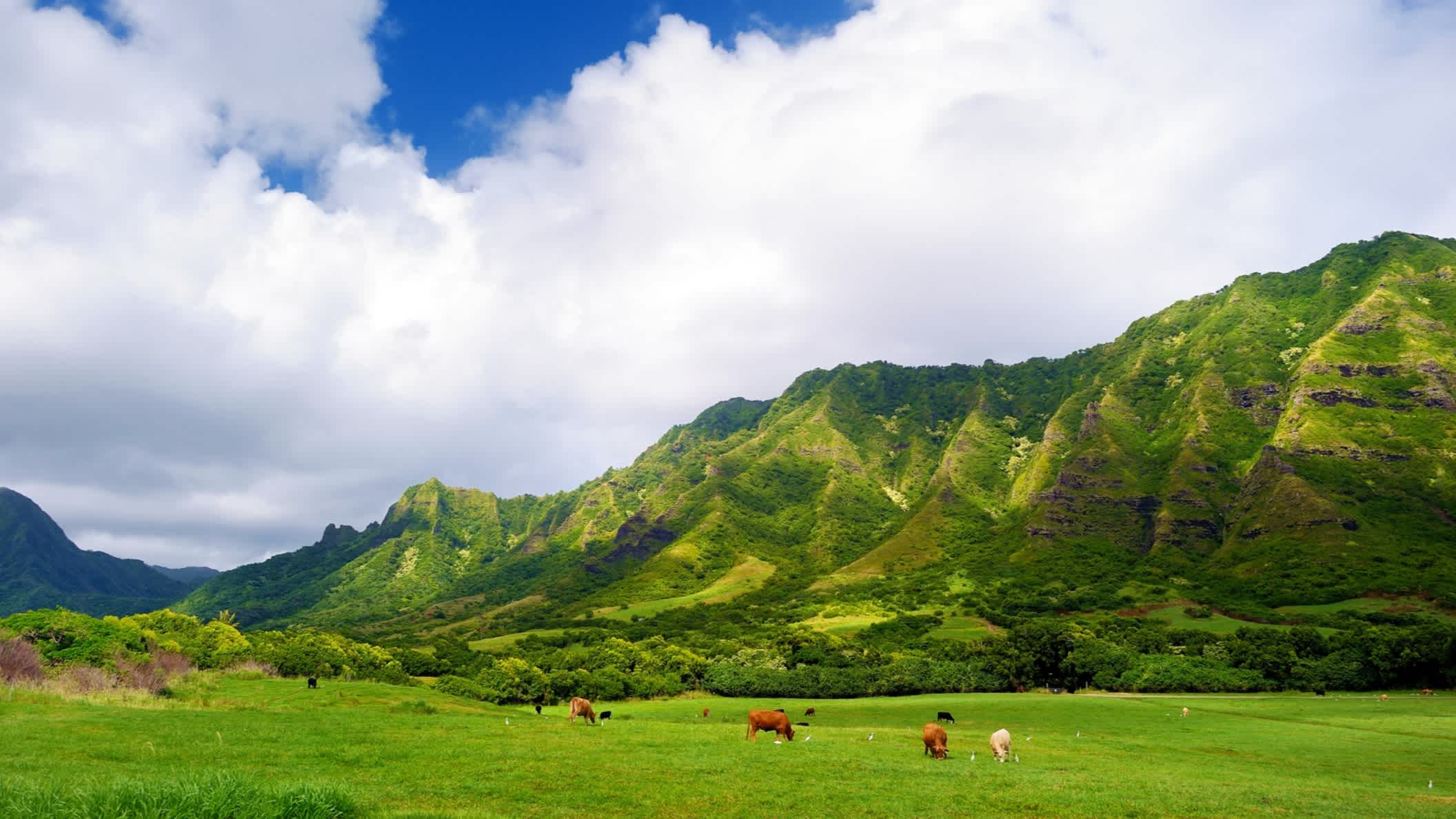 Klippen und Kühe der Kualoa Ranch, Oahu, Hawaii