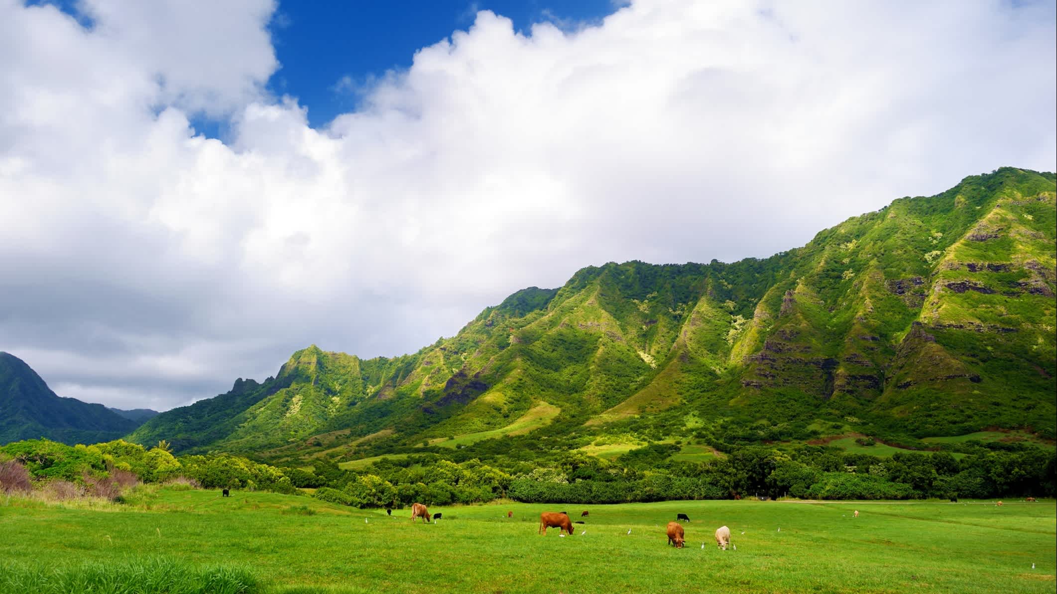 Klippen und Kühe der Kualoa Ranch, Oahu, Hawaii