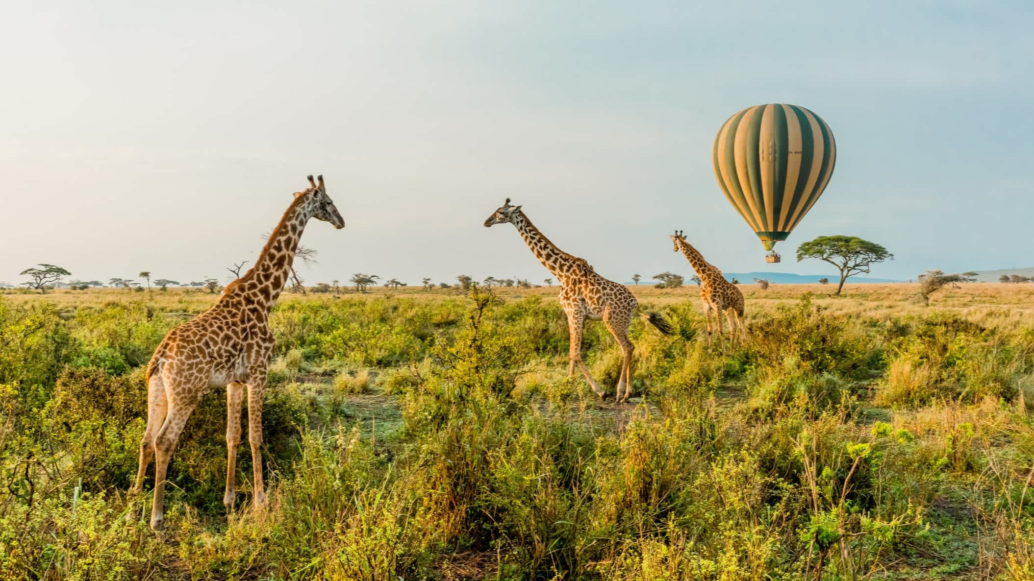 Giraffen und Heißluftballons im Serengeti-Nationalpark, Tansania.