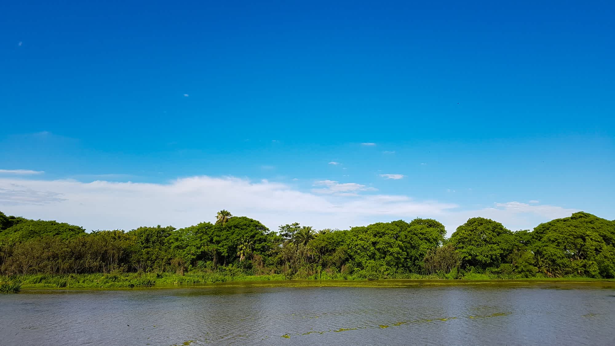 Vue de la végétation au bord de l'eau de la réserve écologique, Costanera Sur à Puerto Madero en Argentine