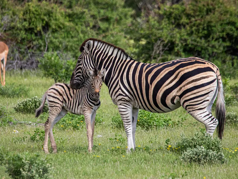 Zebras, Namibia Zebras in der weiten Savanne Namibias, ein faszinierendes Bild der afrikanischen Wildnis