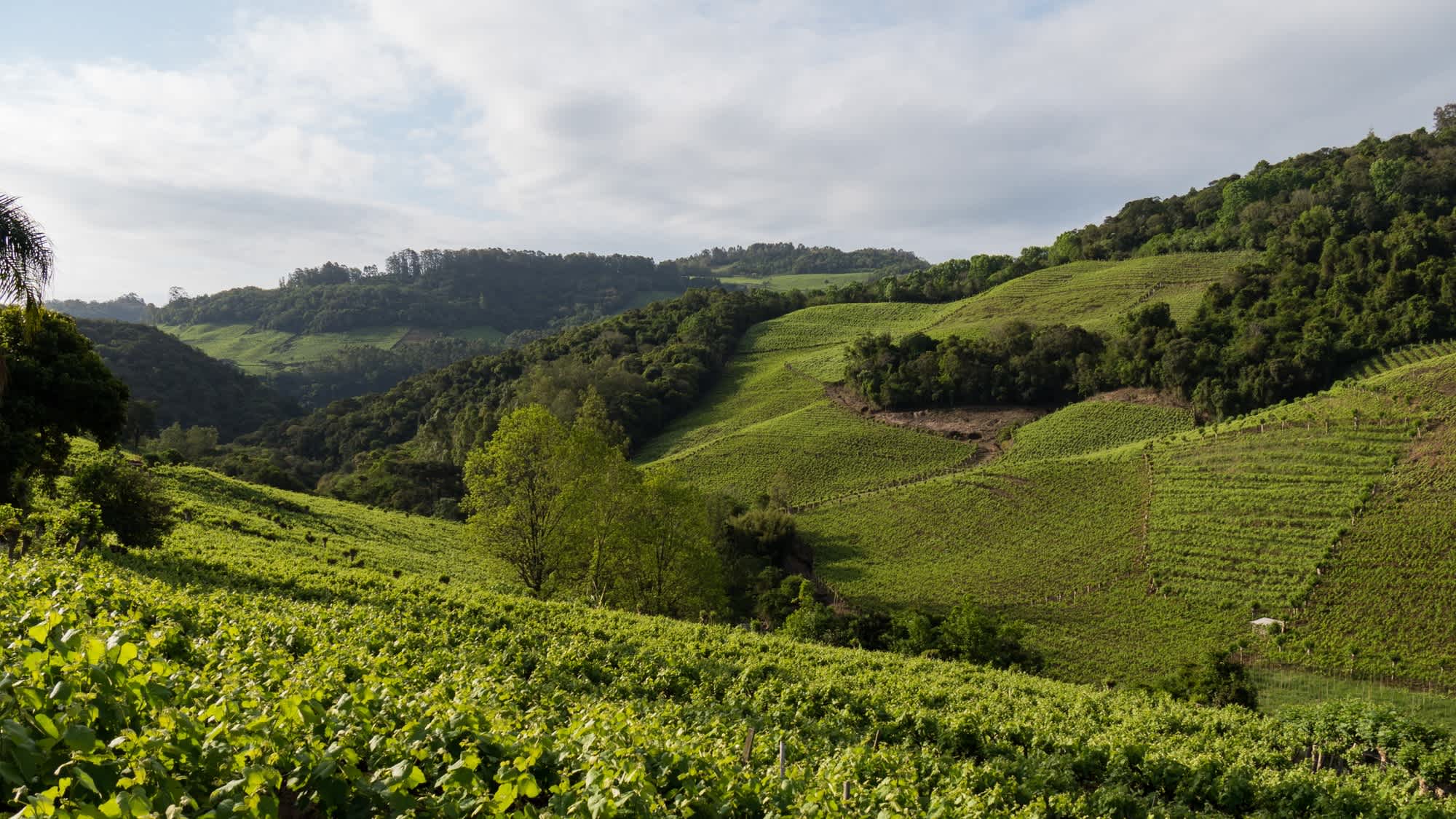 Vignobles de la vallée de Vale Dos Vinhedos, Brésil