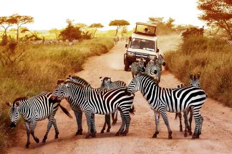 safari kenya quand