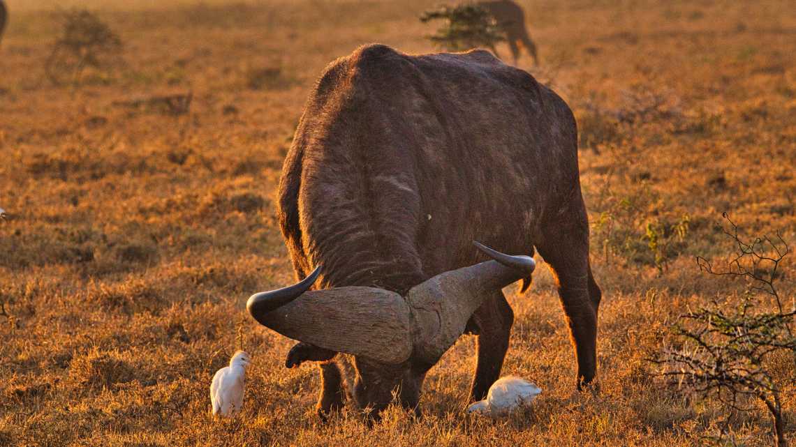 Büffel im Nationalpark Tsavo Ost, Amboseli, Samburu, Nakuru, und Tsavo West in Kenia