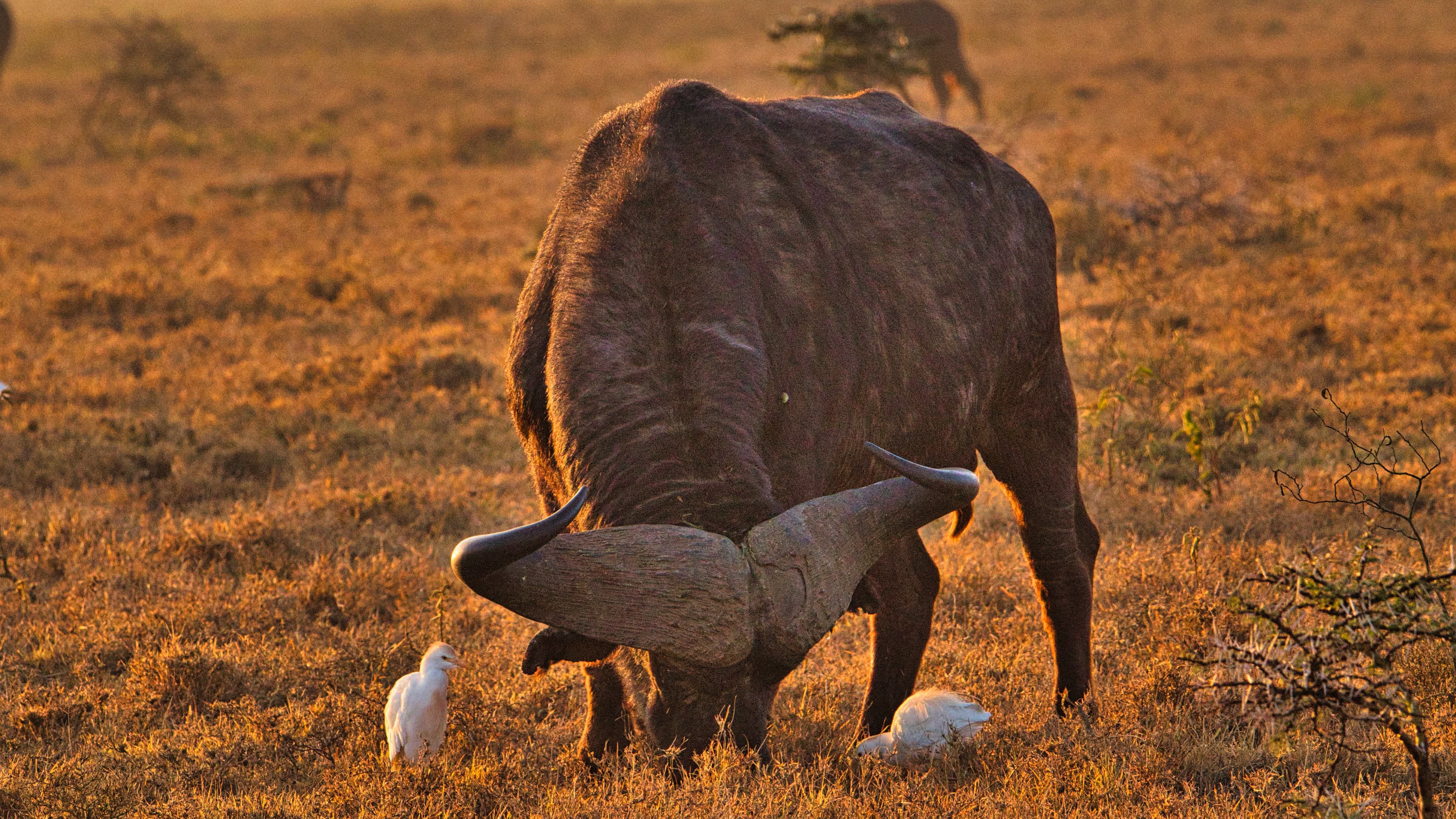 Buffles dans les parcs nationaux de Tsavo Est, Amboseli, Samburu, Nakuru, et Tsavo Ouest au Kenya