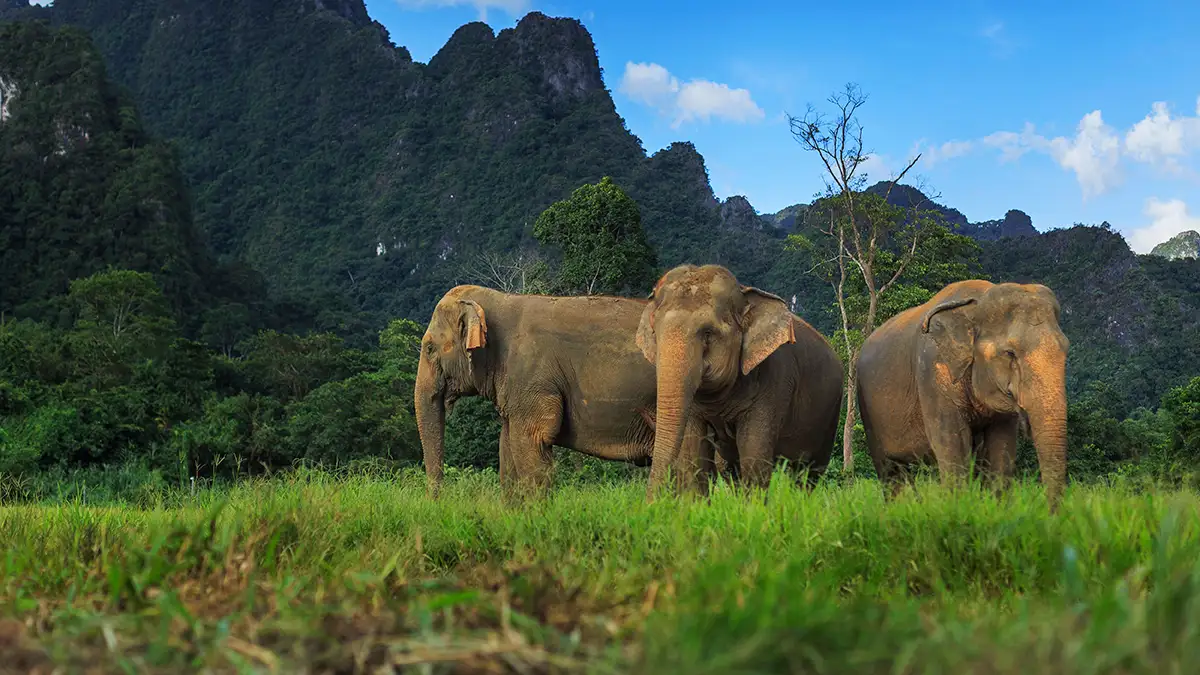 Die friedlichen Dickhäuter um Elephant Hills Die friedlichen Dickhäuter um Elephant Hills, Khao Sok Nationalpark, Thailand