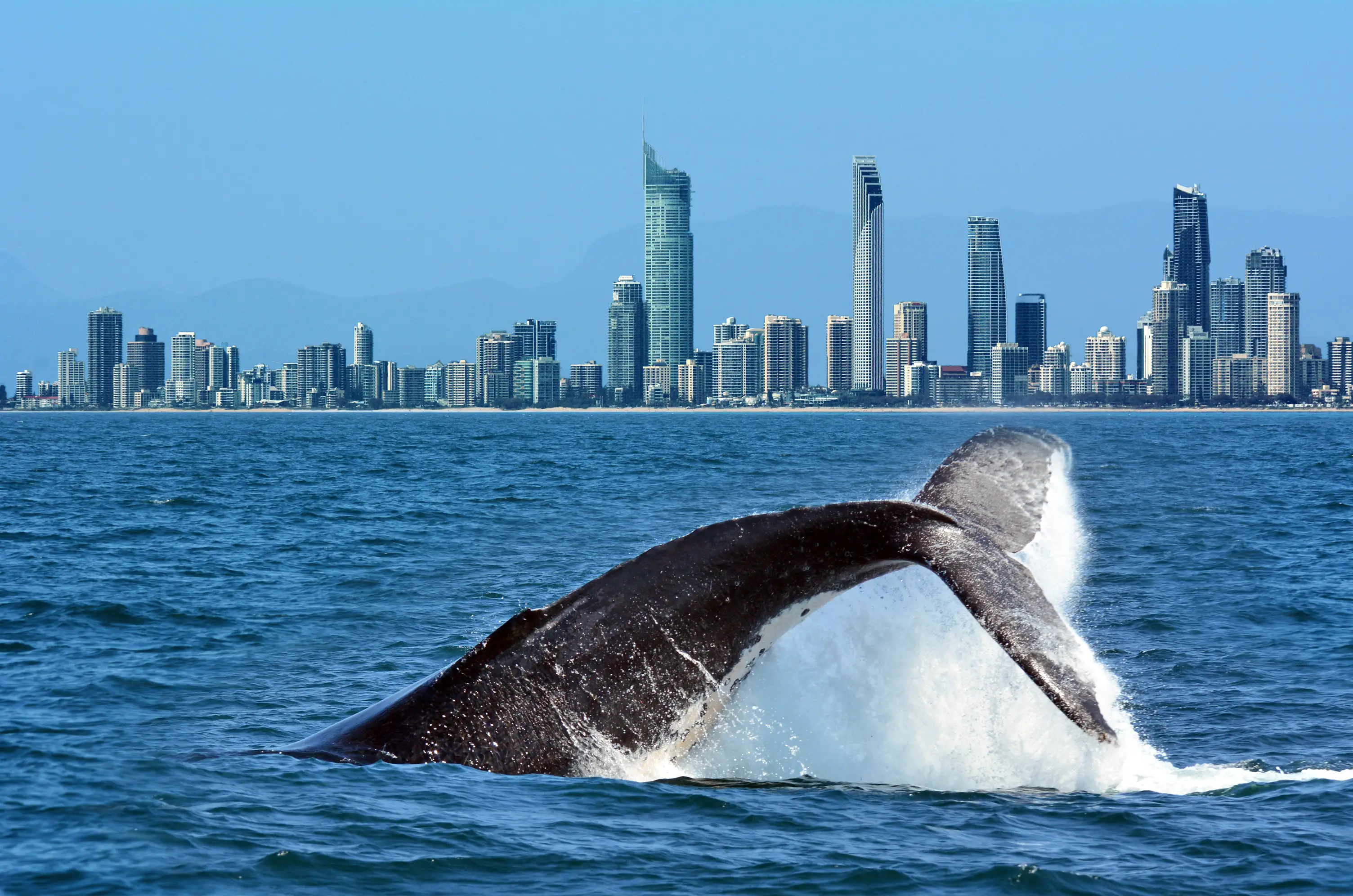 Der Schwanz eines Buckelwals (Megaptera novaeangliae) erhebt sich über dem Wasser gegen die Skyline von Surfers Paradise in Gold Coast Queensland Australien

