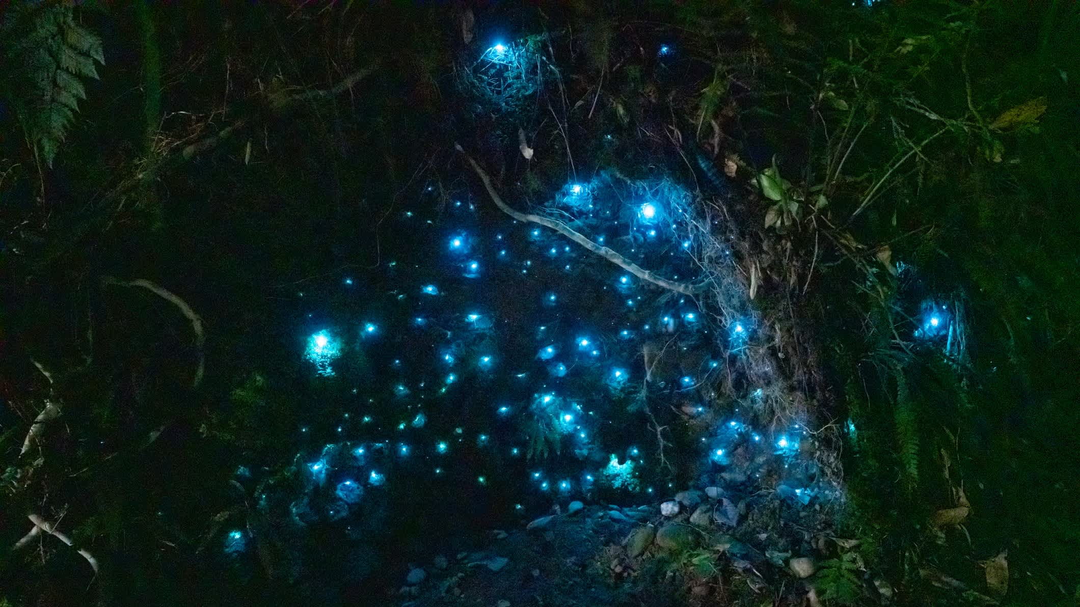 Glühwürmchen Dell in Hokitika, Waitomo-Höhlen, Neuseeland