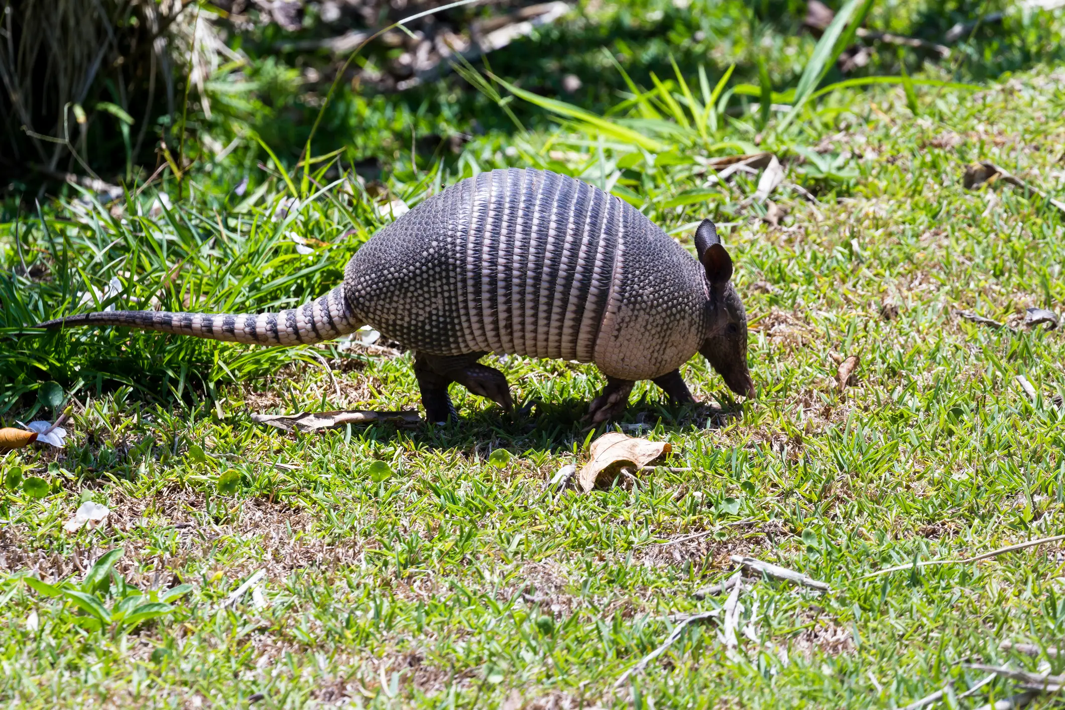 DE - Costa Rica Round trip - image Gürteltier Costa Rica