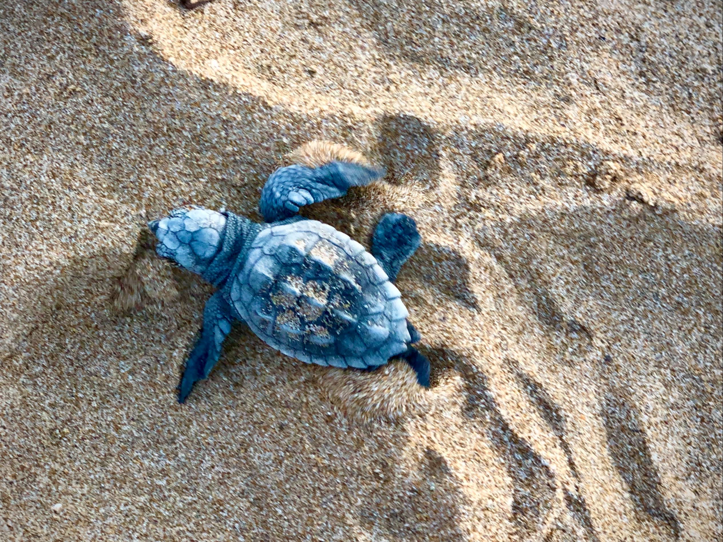 Neugeborene Schildkröte auf dem Sand