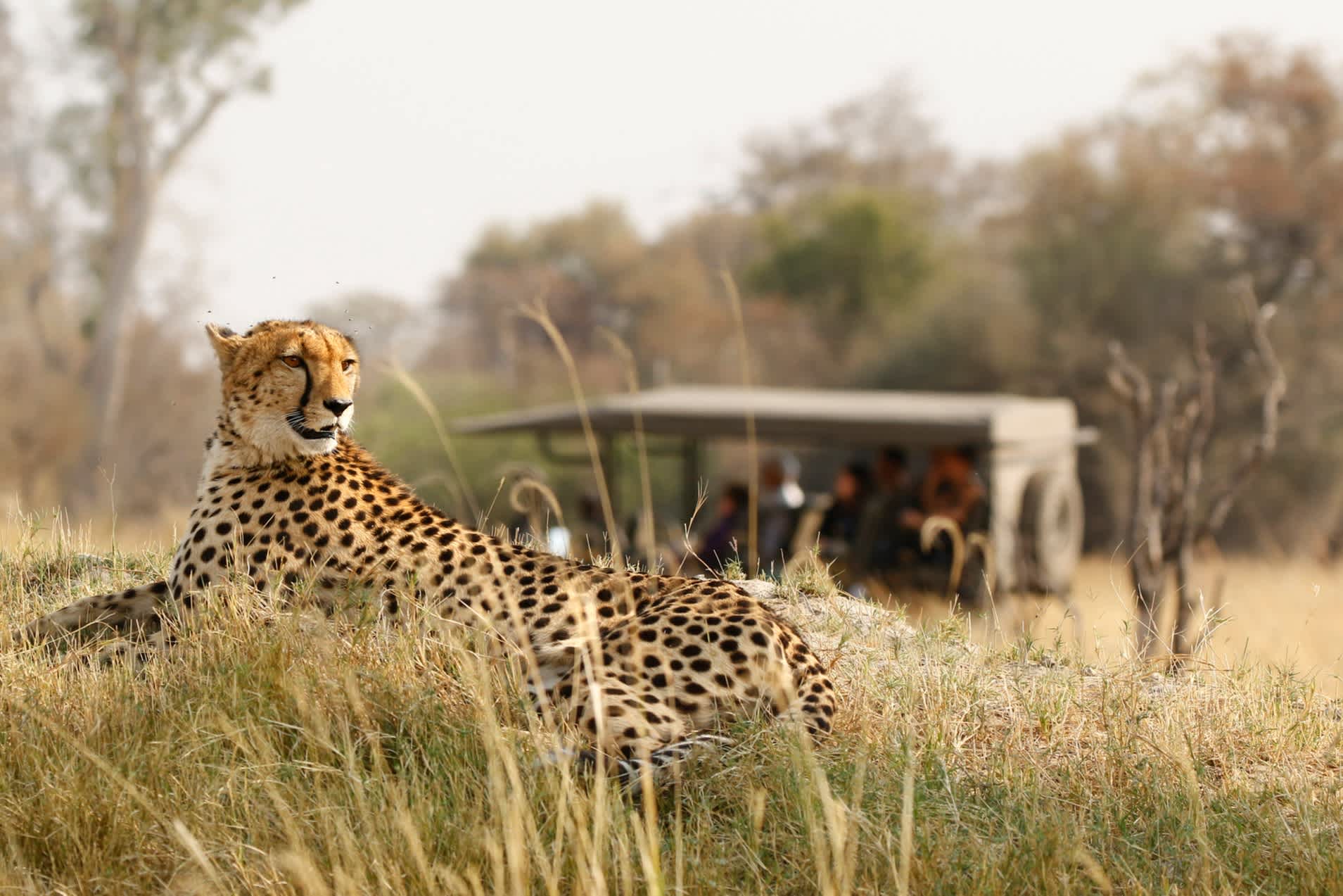 Un guépard dans la savane lors d'un safari au Botswana. 
