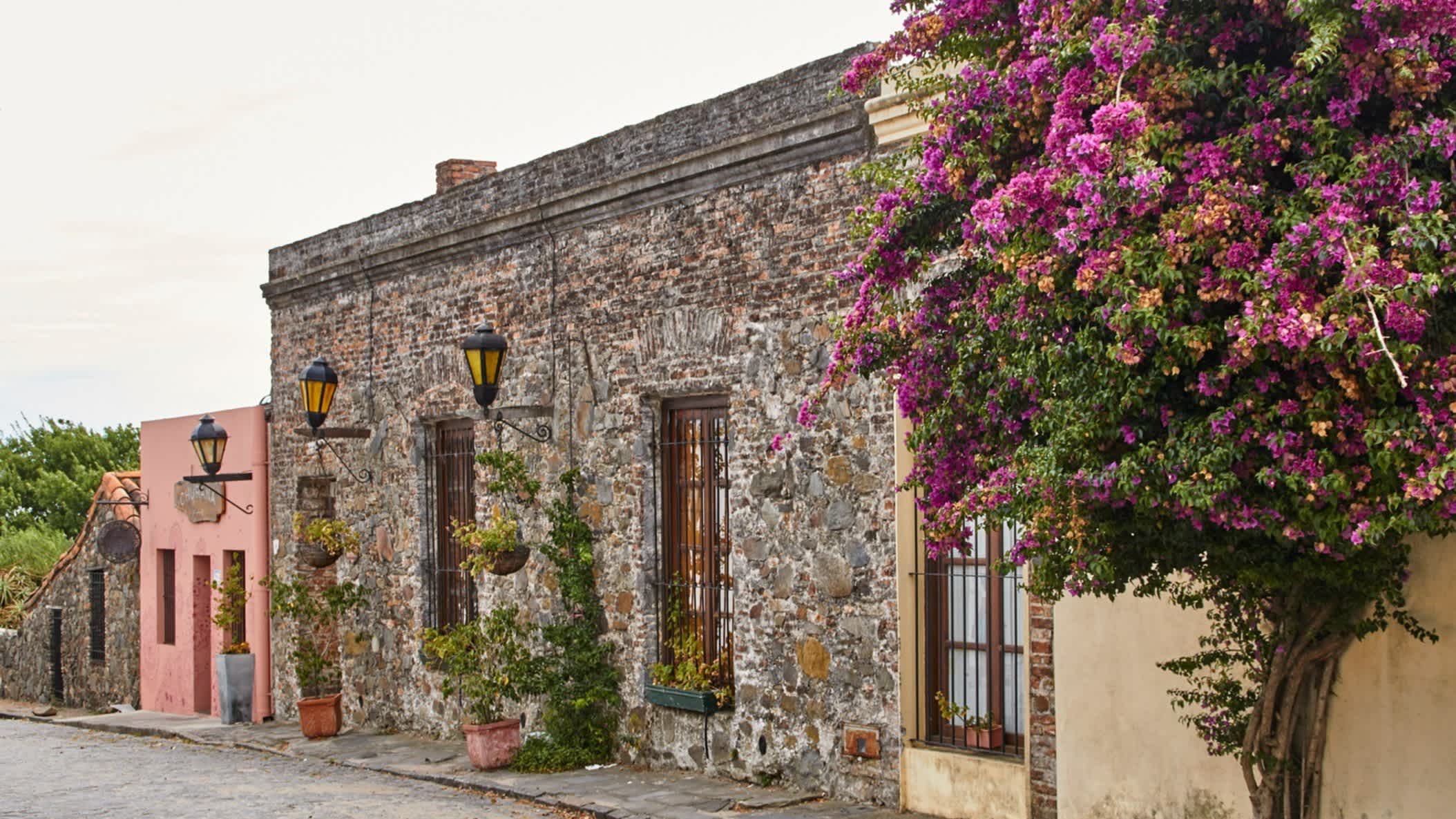 Maison en pierre avec un bougainvillier, vieille ville de Colonia del Sacramento, Uruguay

 