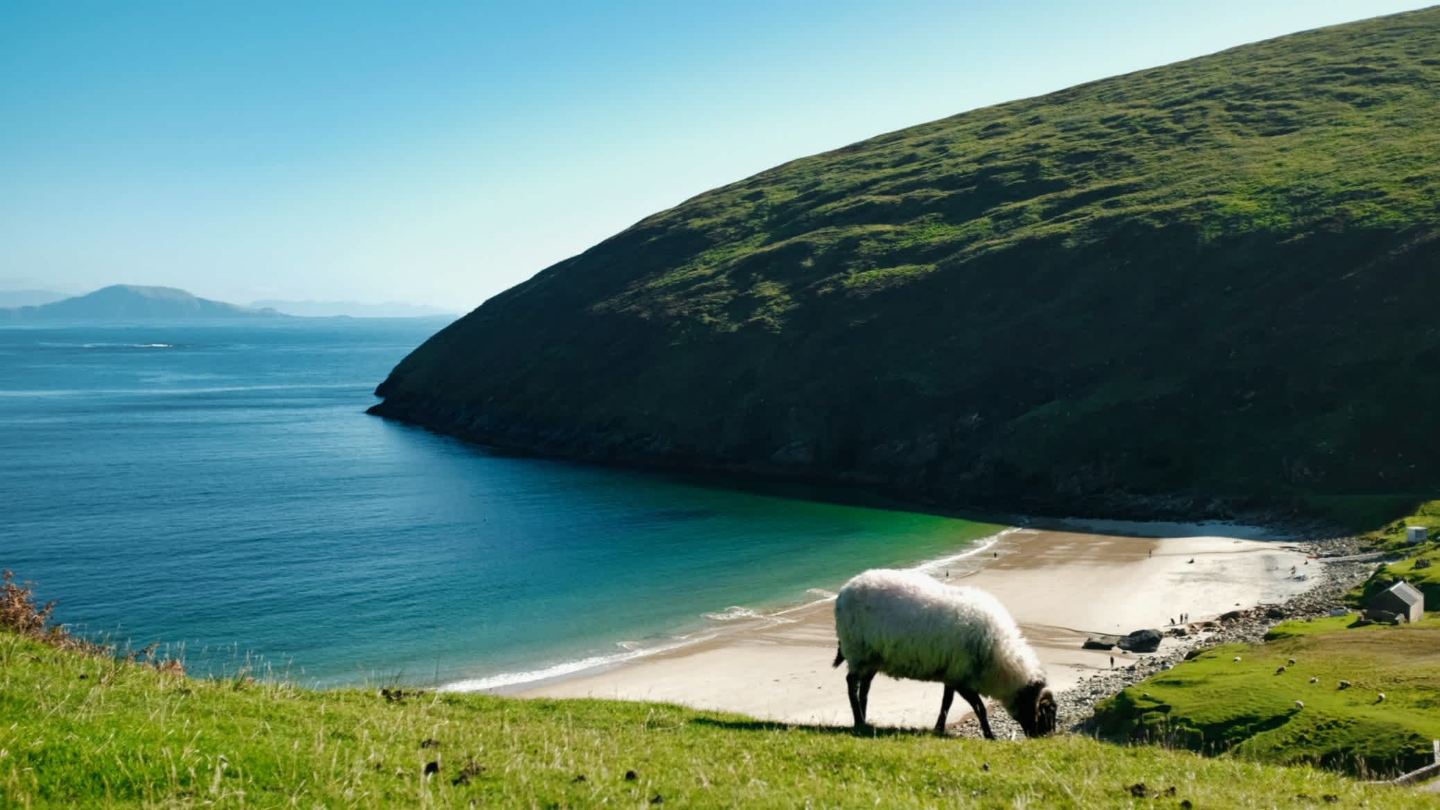 Mouton broutant avec la plage de Keem en Irlande en arrière-plan