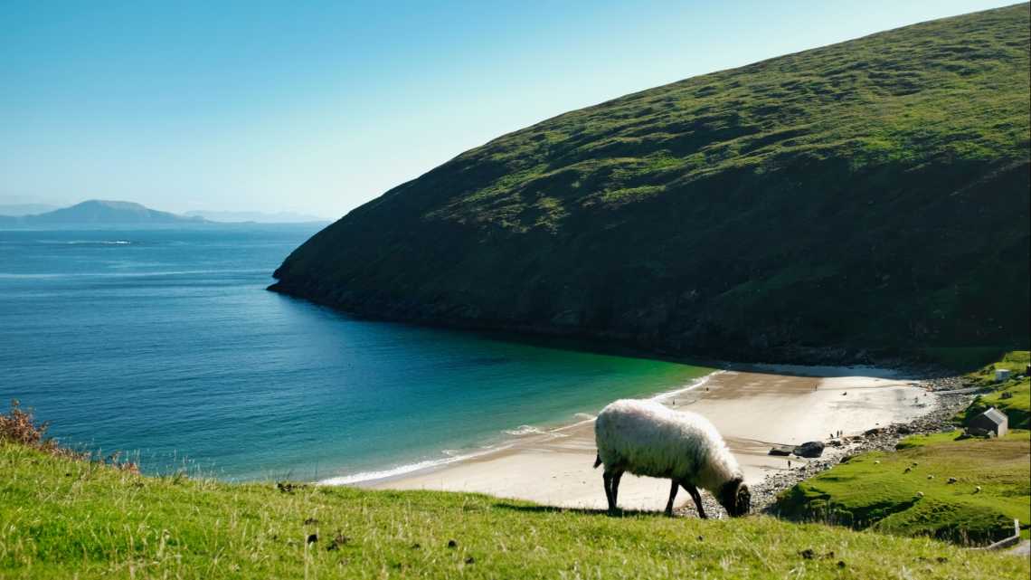 Mouton broutant avec la plage de Keem en Irlande en arrière-plan