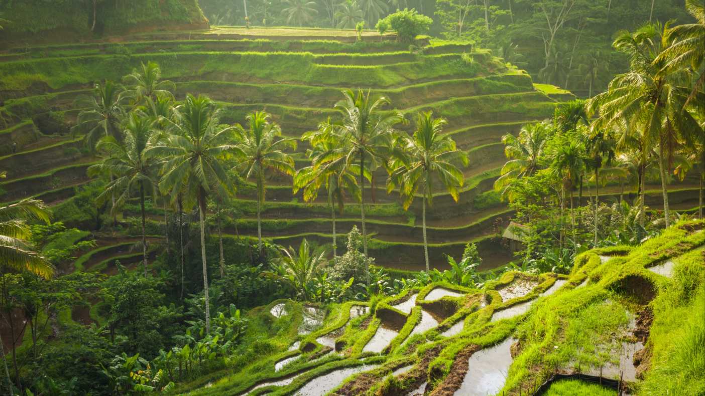 Einzigartige Kulturlandschaft - Reisterrasse auf Bali