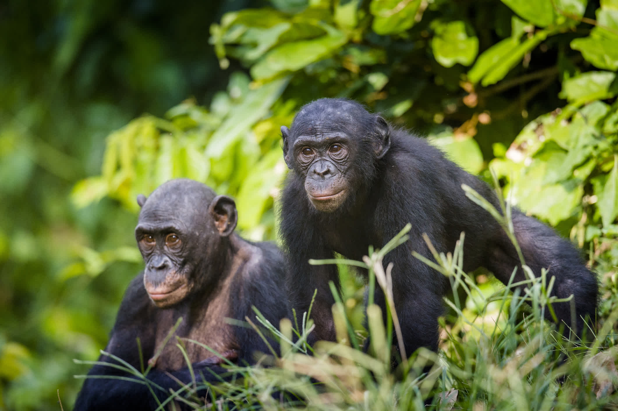 Deux bonobos dans leur habitat naturel dans la République Démocratique du Congo