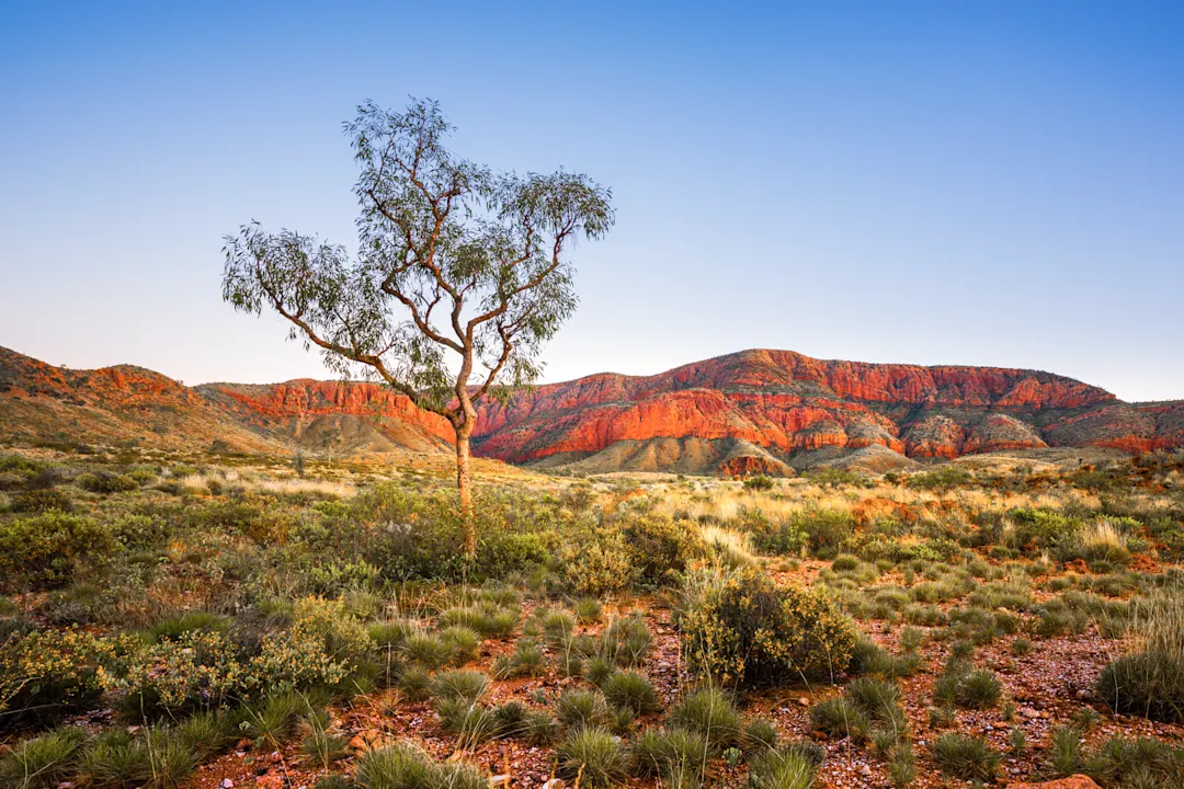 Vegetation beim Outback in Australien.