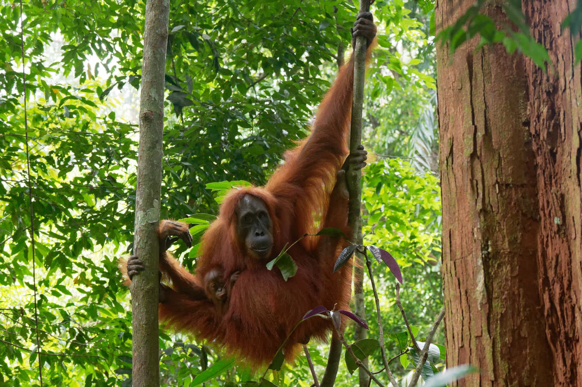Orang-outan avec un petit bébé dans un arbre