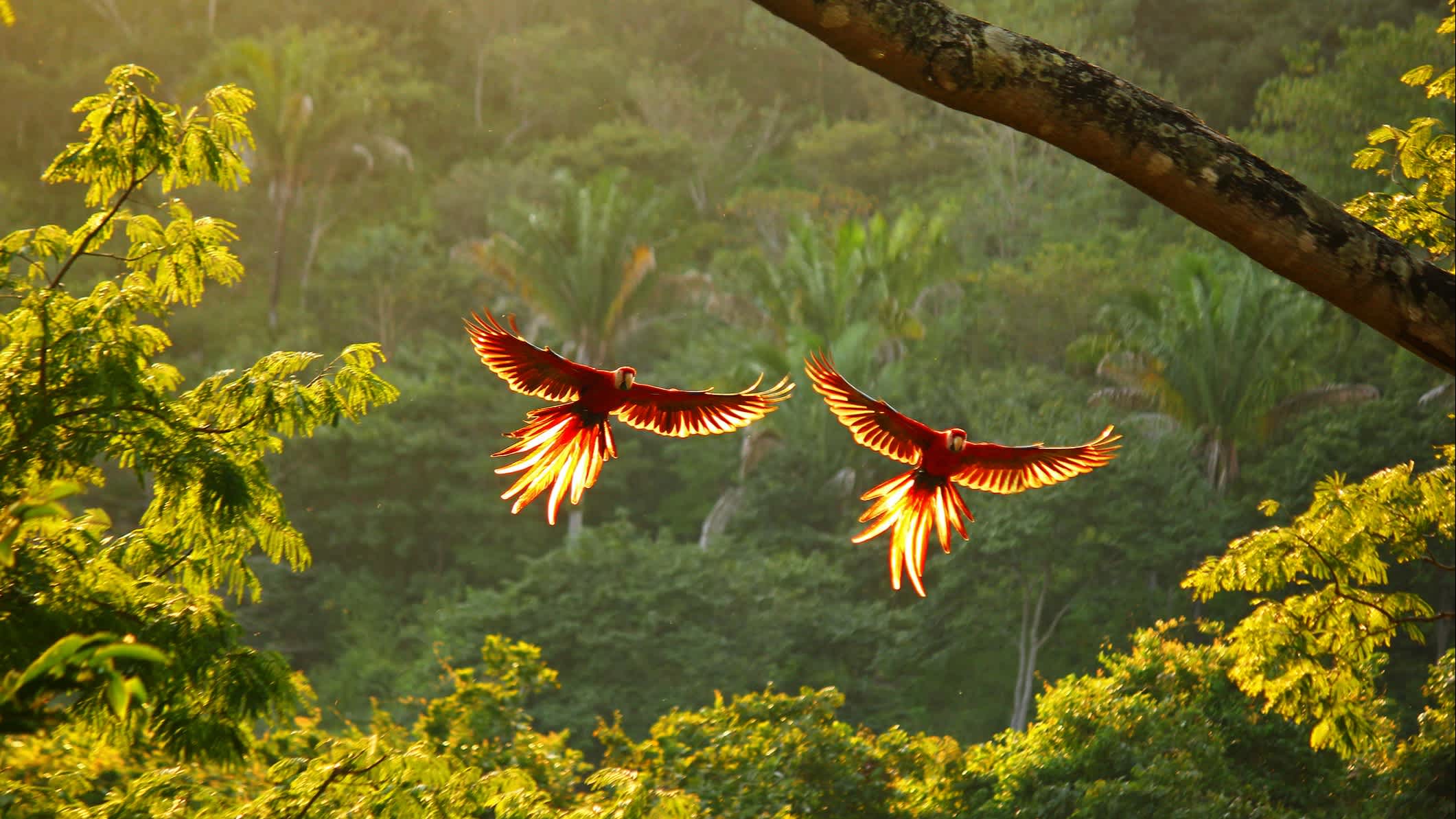 Deux oiseaux au Costa Rica