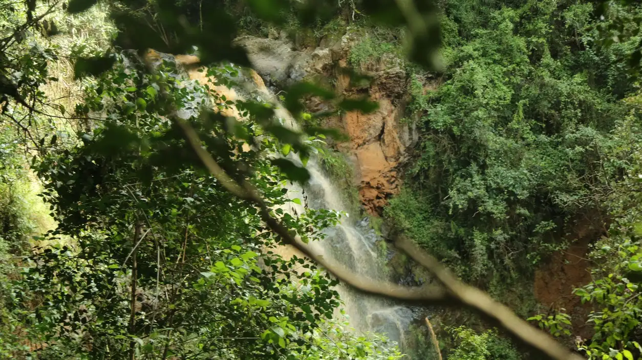 Vue de dos sur la cascade et la végétation luxuriante de la forêt de Ngare Ndare