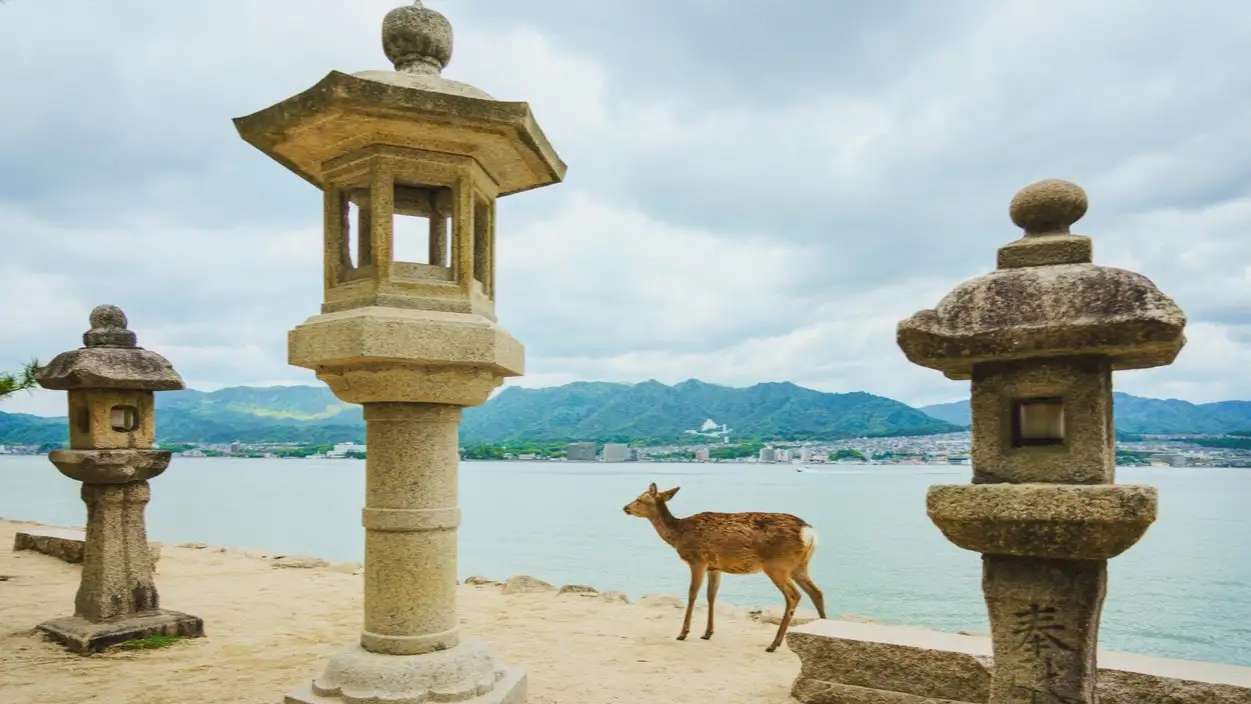 Cerfs sur l'île de Miyajima, Hiroshima