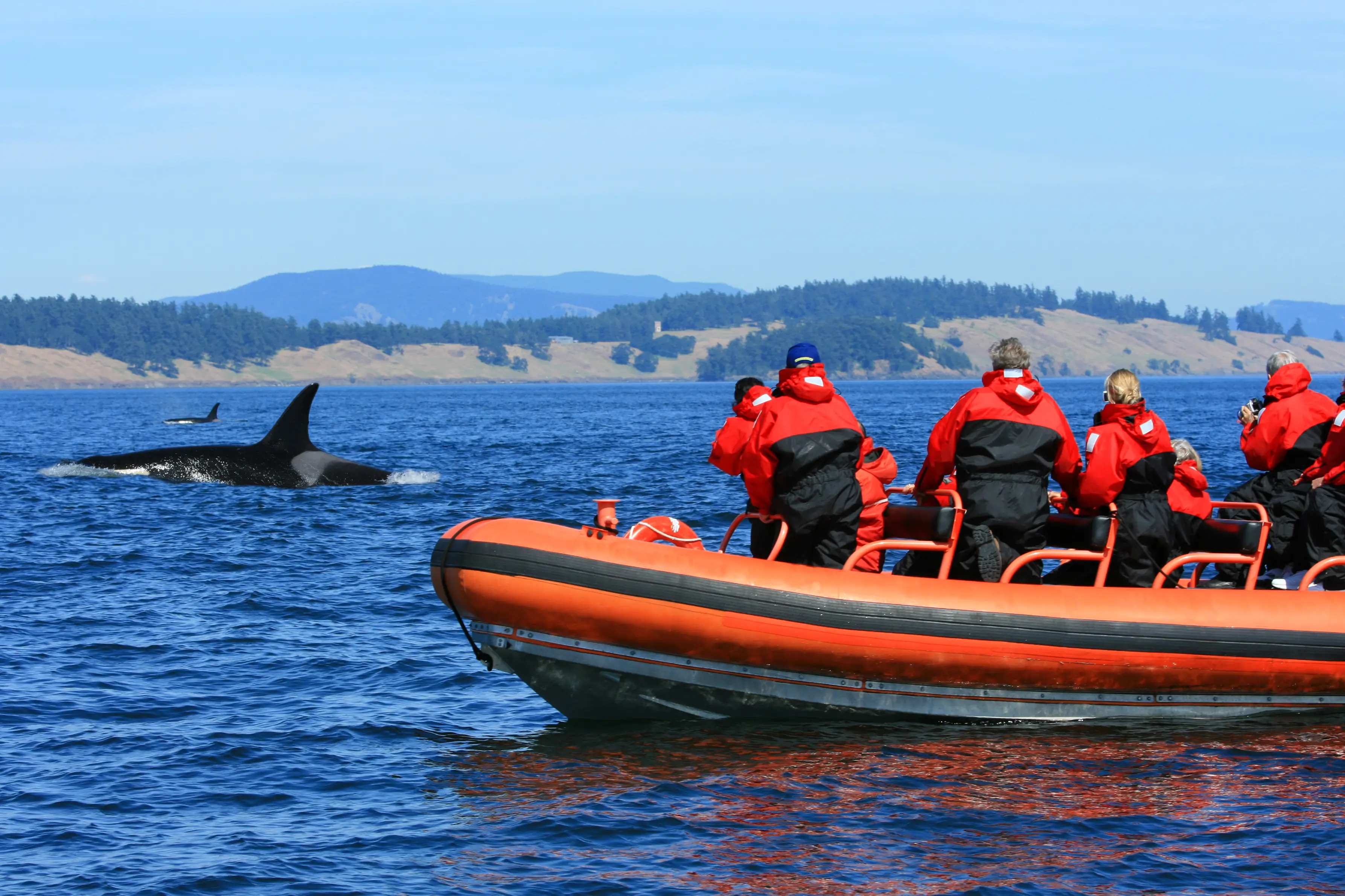 Canada, observation des baleines Observation d'orques en bateau Zodiac, Canada.