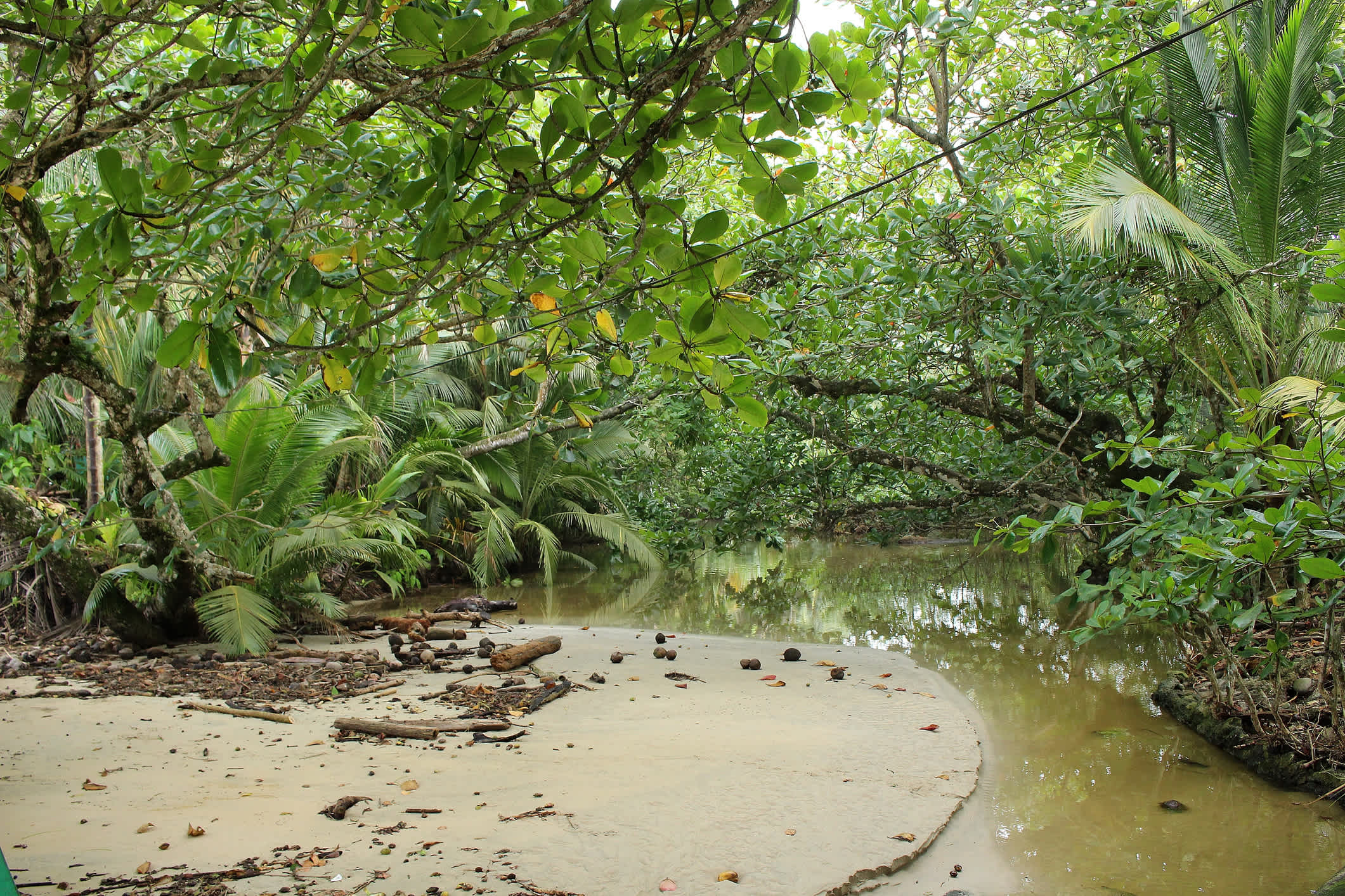 Wasserfläche und üppiges Grün im Cahuita Nationalpark, Costa Rica.

