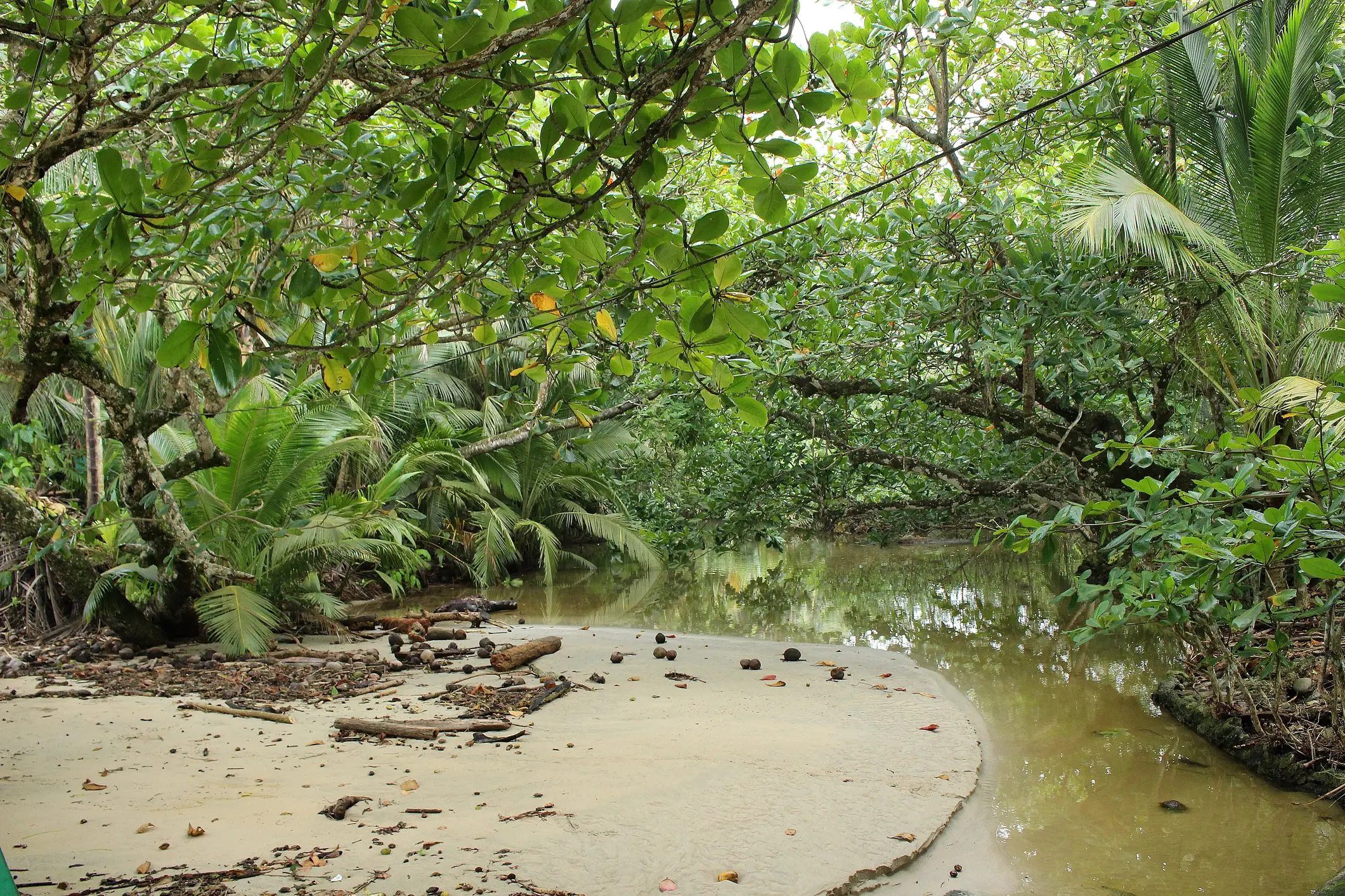 Costa Rica, Cahuita Nationalpark Wasserfläche und üppiges Grün im Cahuita Nationalpark, Costa Rica.
