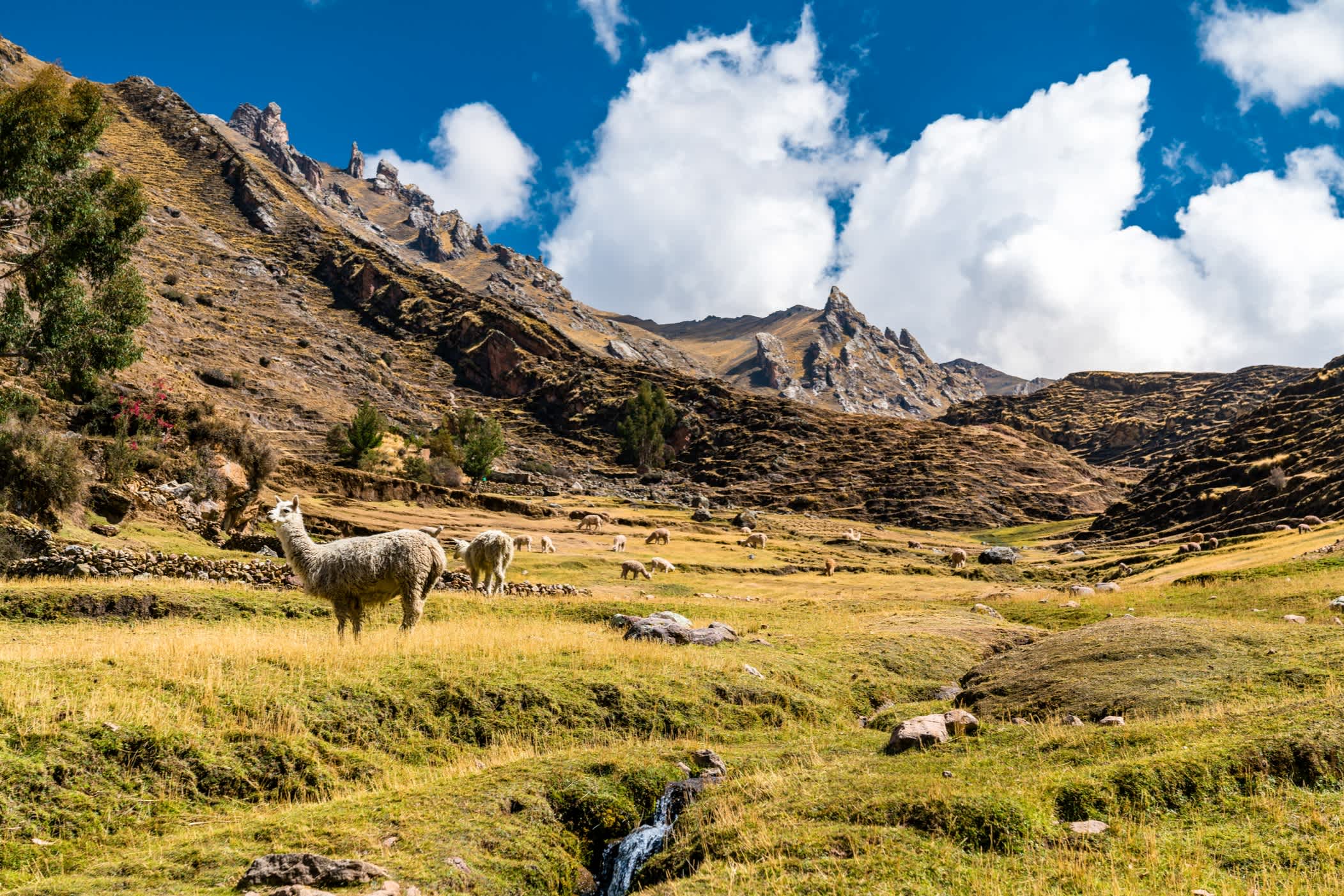 Paysage andin avec des alpagas au Pérou